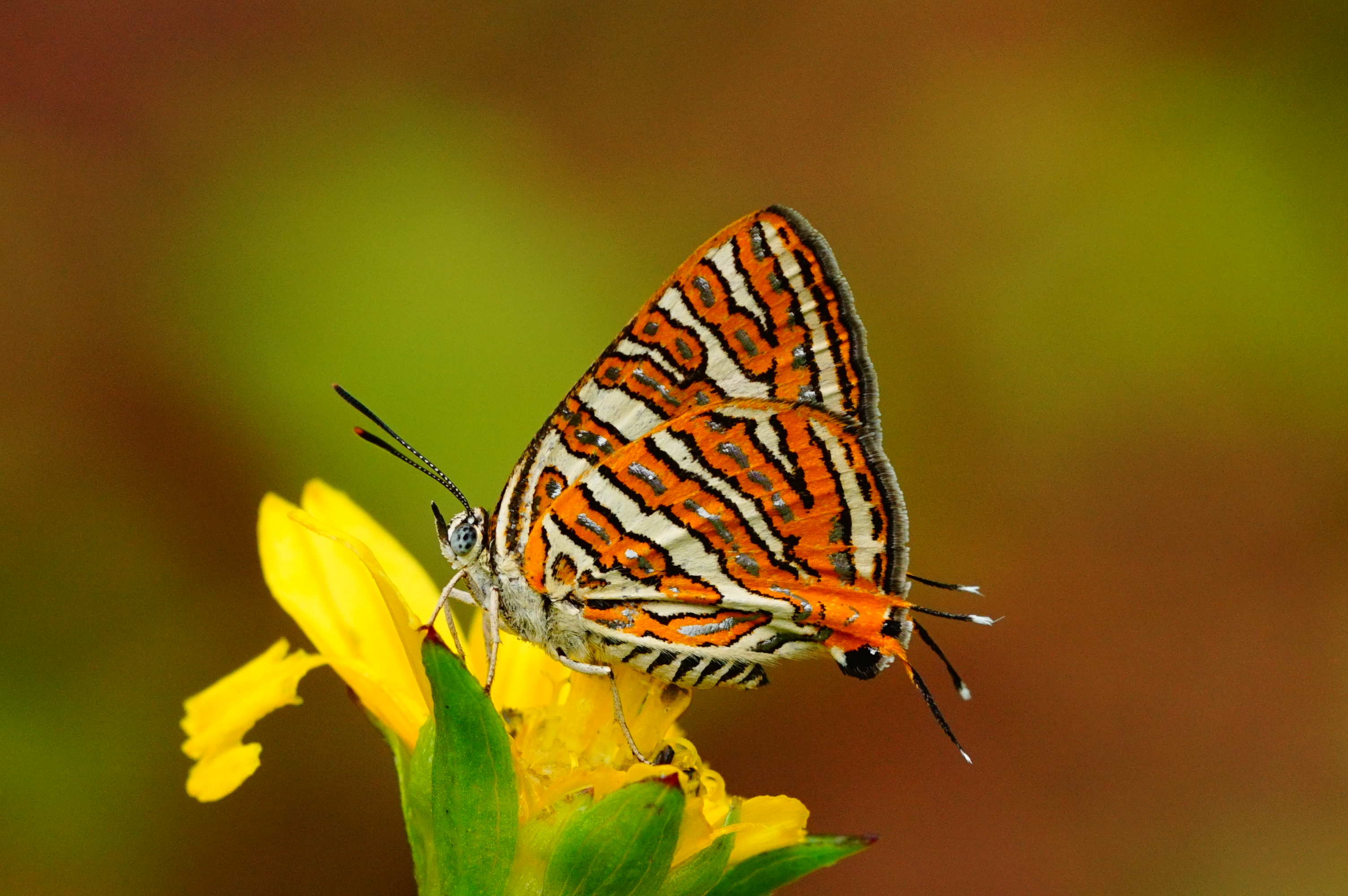 Cigaritis vulcanus 00415