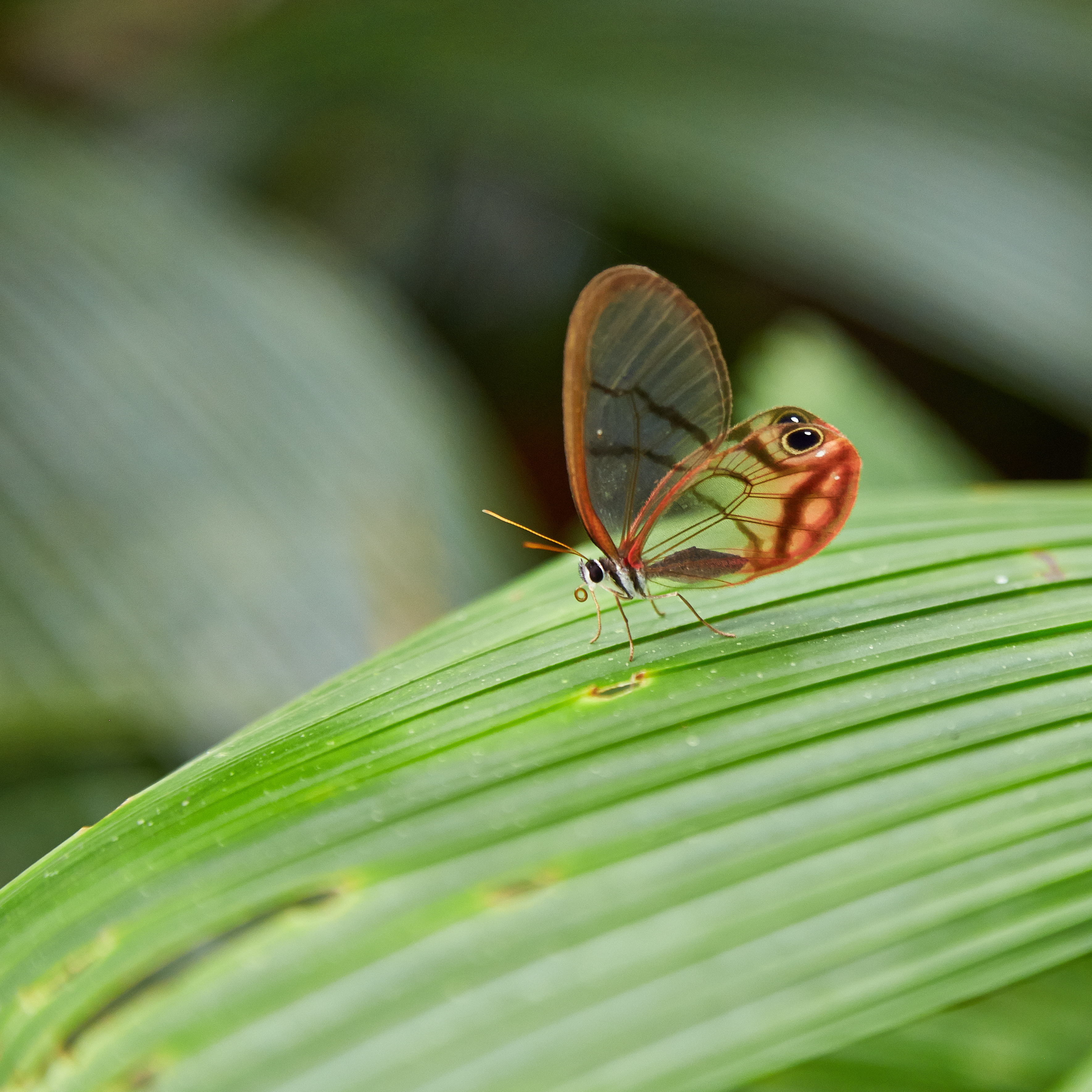 Cithaerias pireta-IMG 0700