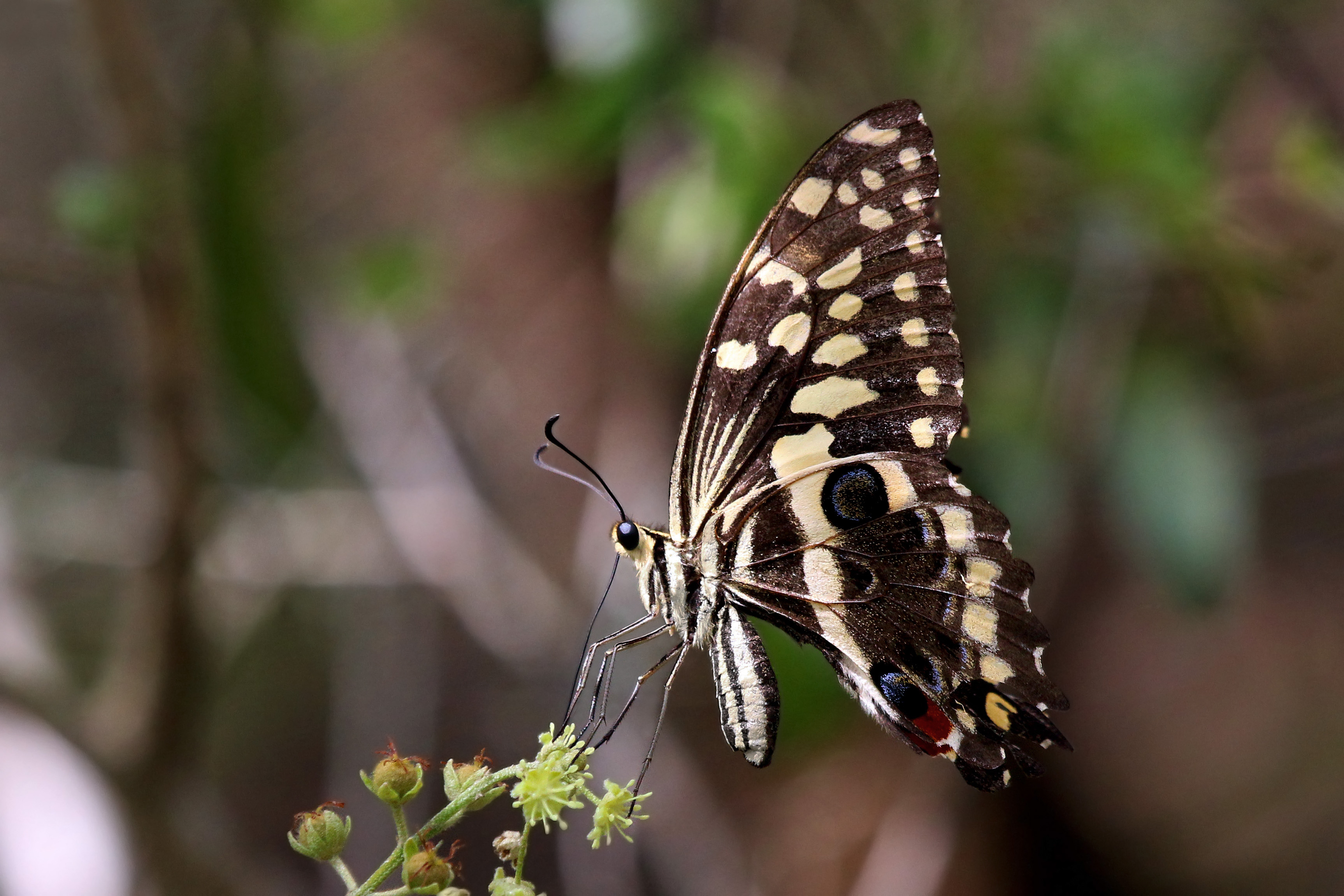 Citrus swallowtail Christmas butterfly (Princeps demodocus) fresh