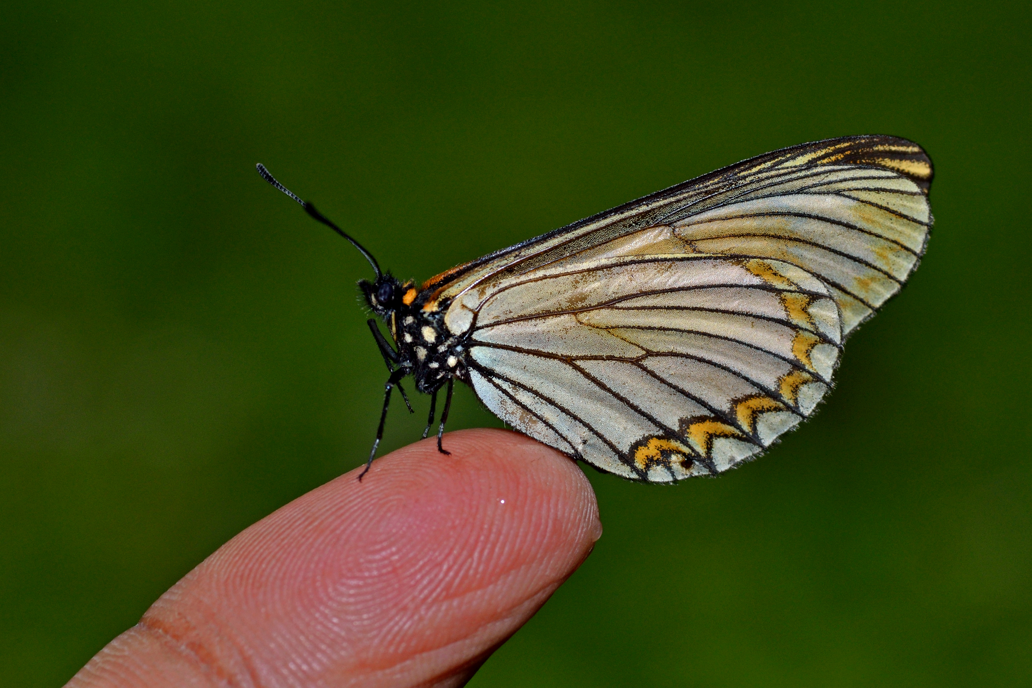 Close wing position of Acraea issoria Hübner, 1818 – Yellow Coster WLB DSC 3877