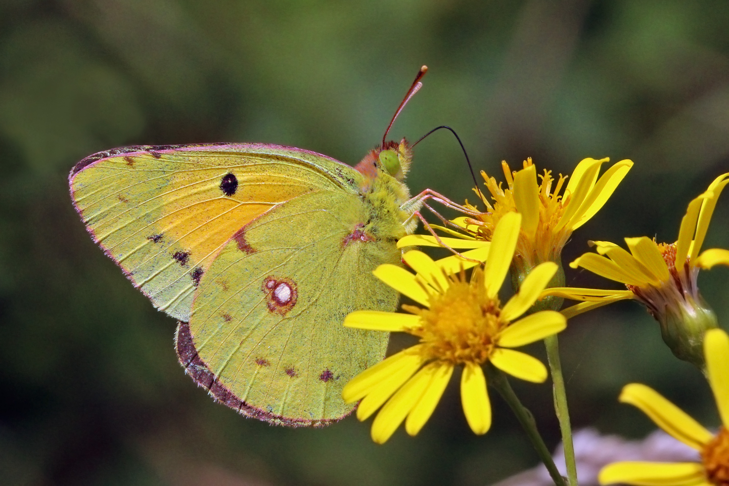 Clouded yellow (Colias croceus) male underside 2