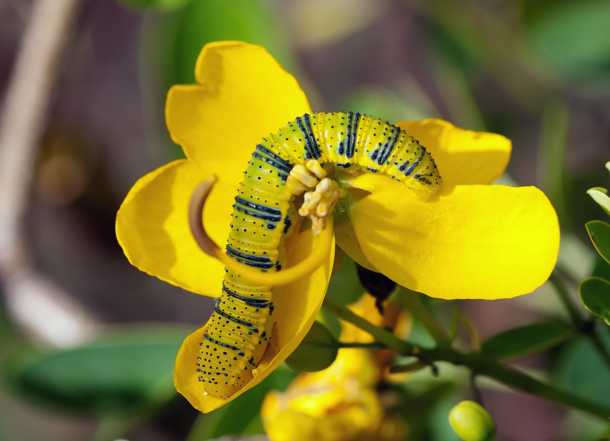 Cloudless Sulphur Caterpillar on Cassia Bloom