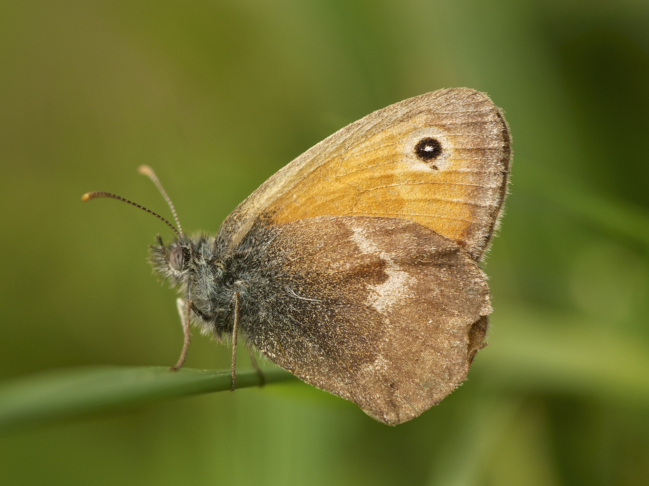 Coenonympha pamphilus LC0325