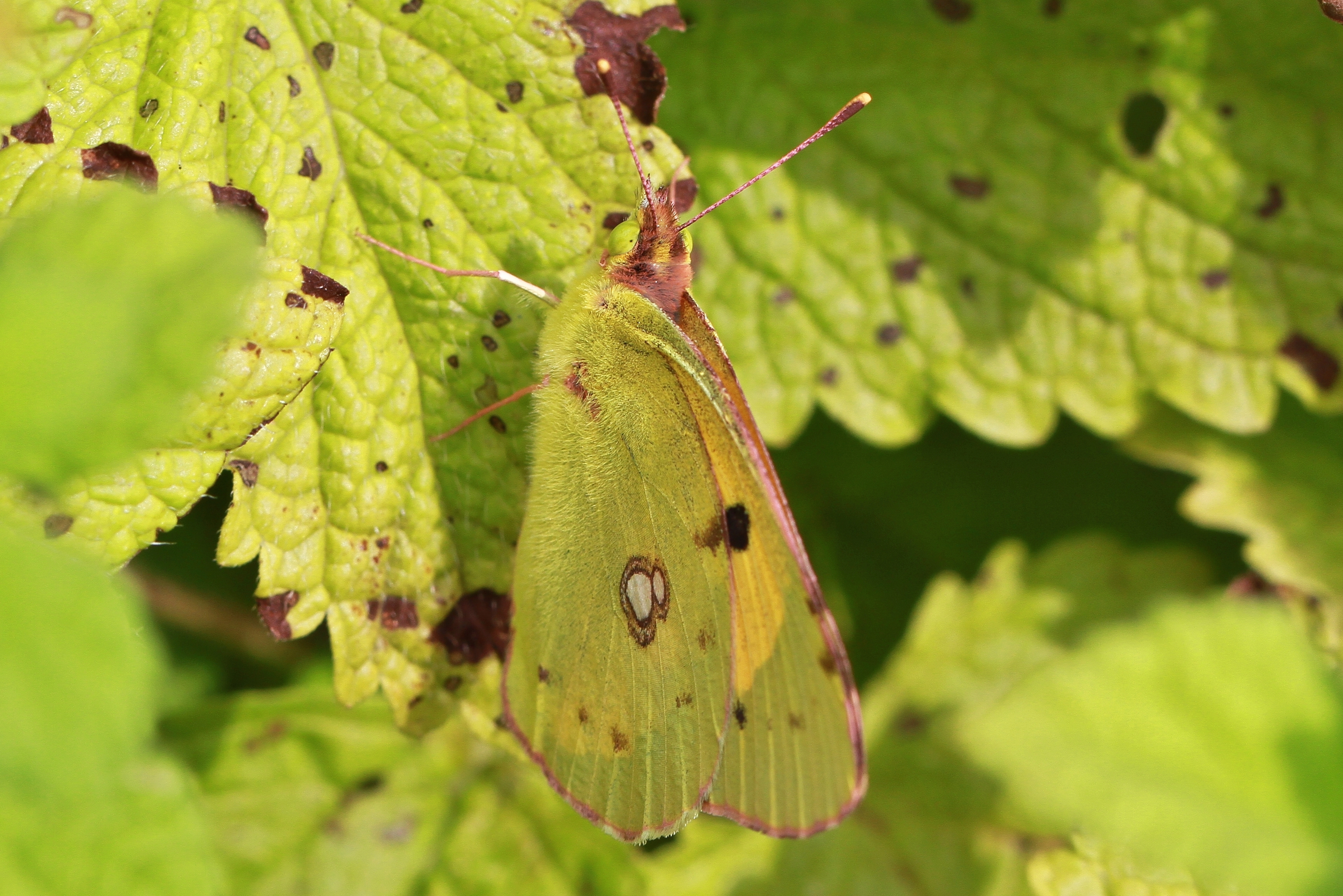 Colias crocea mimetizzata