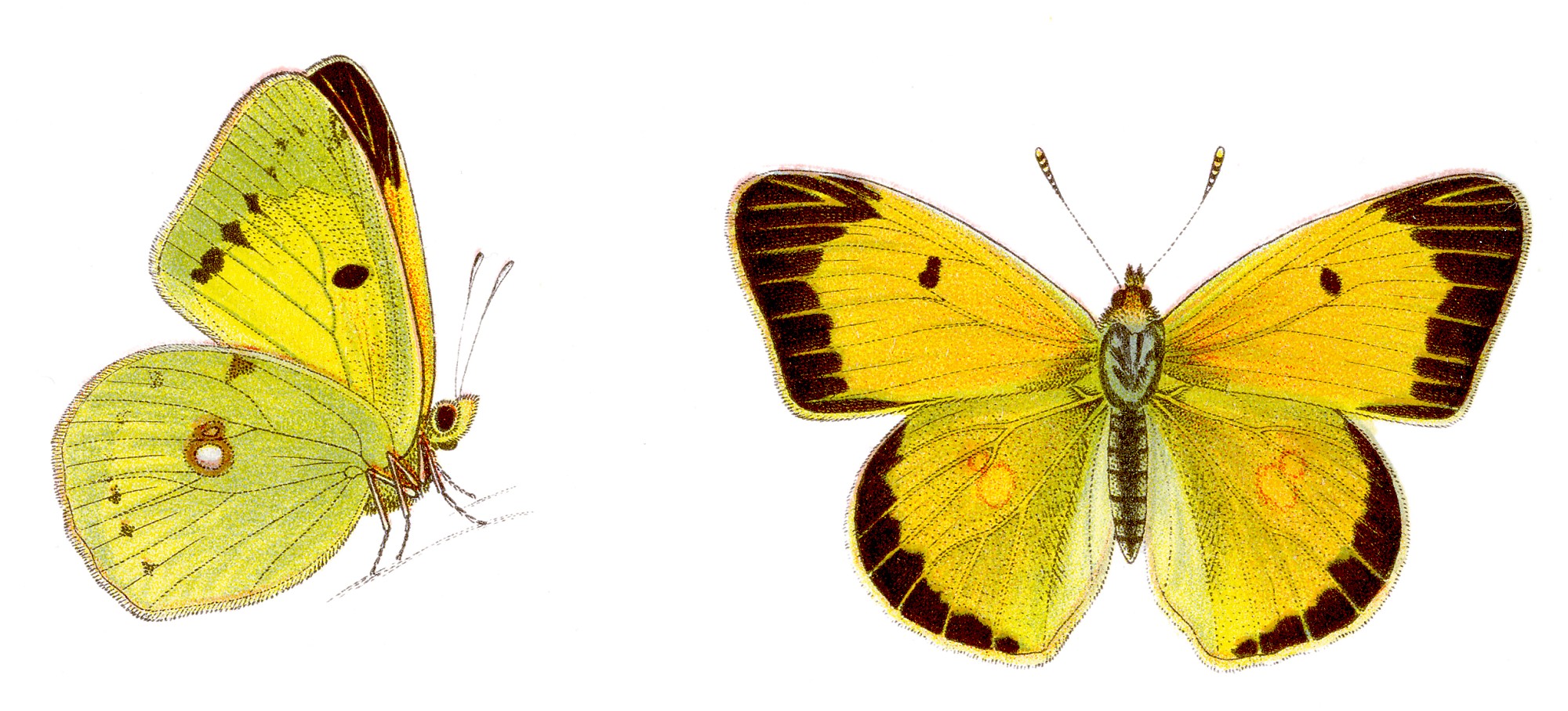 Colias croceus - Postillon