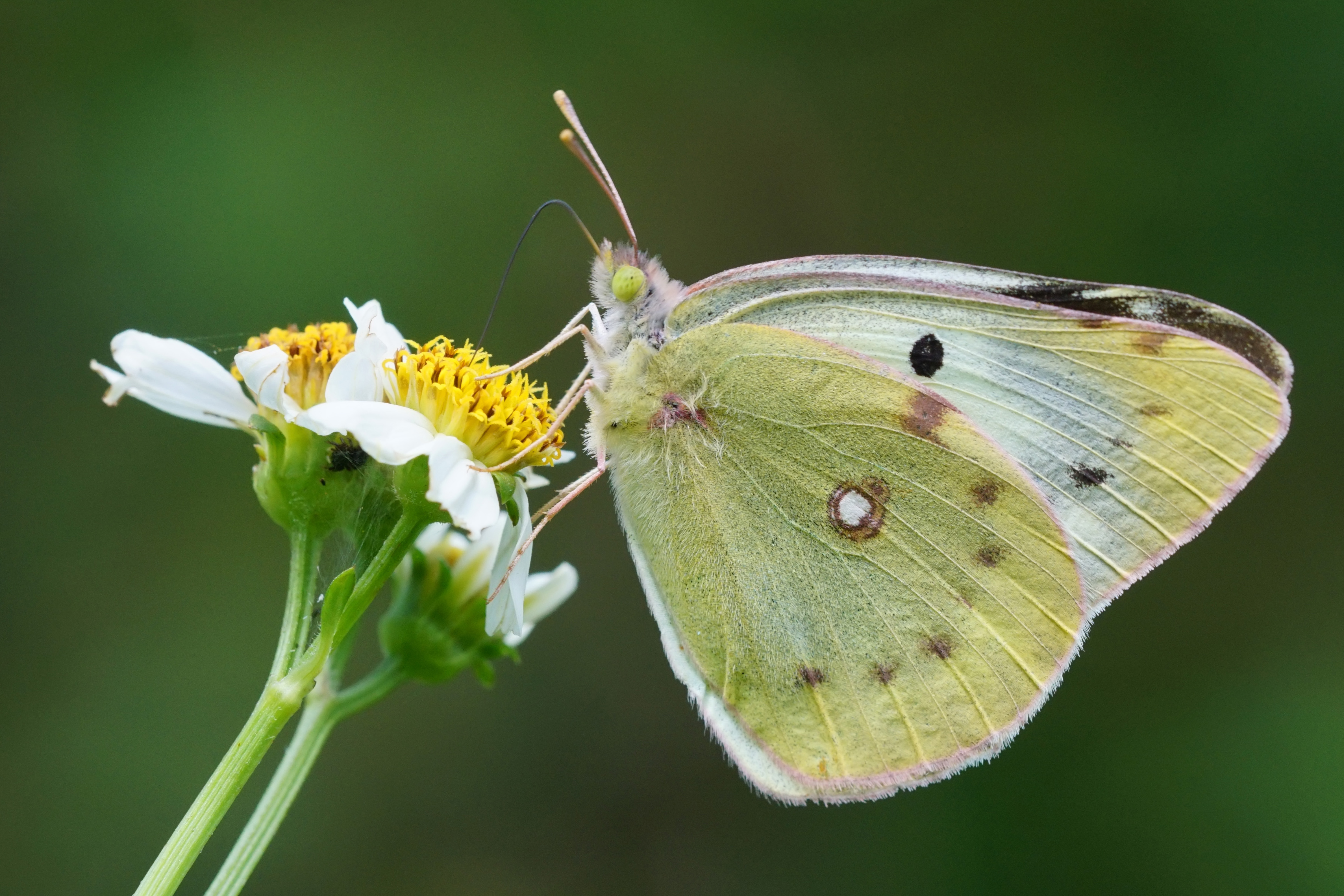 Colias erate formosana female 20151003