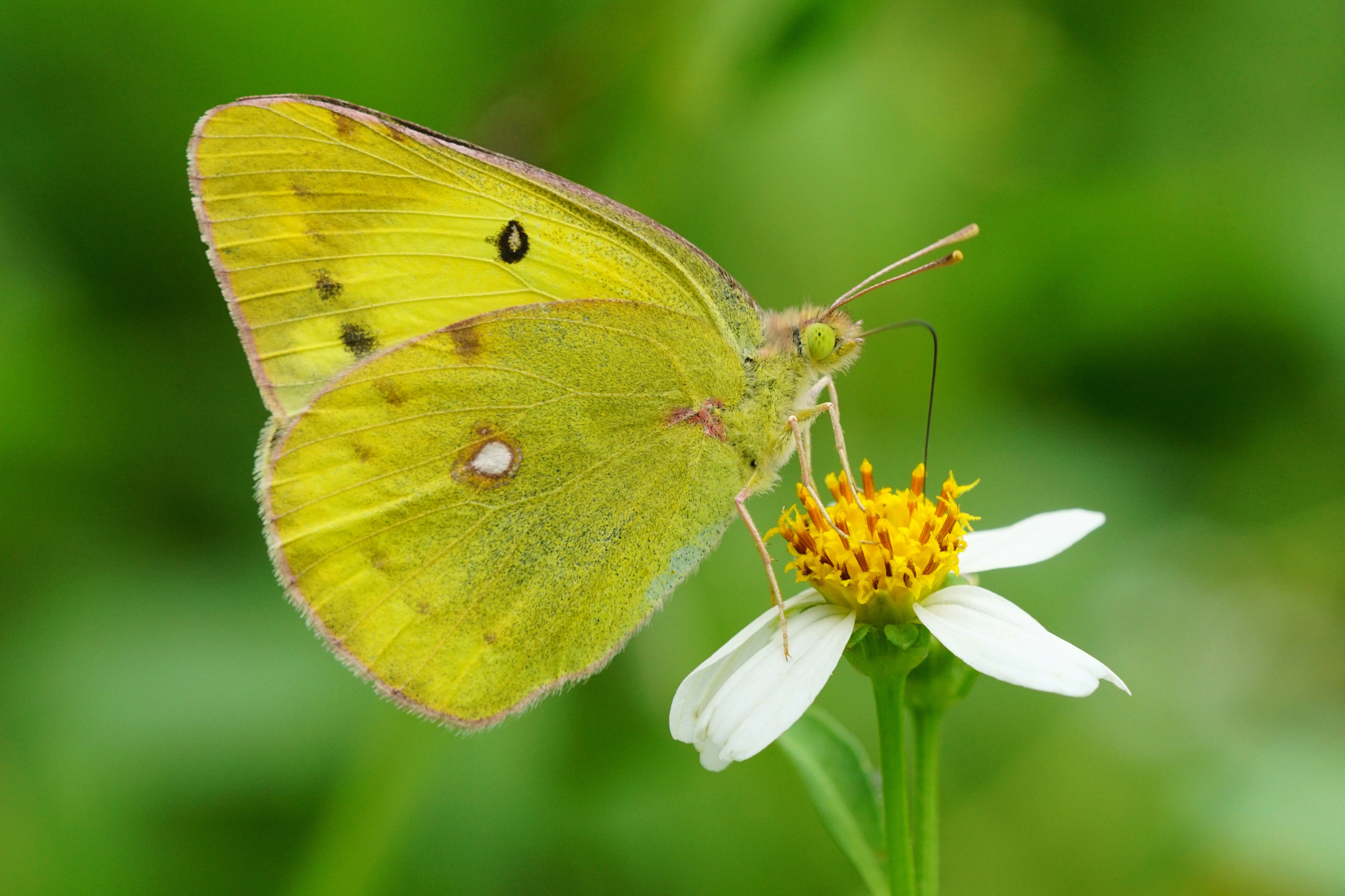 Colias erate formosana male 20151003