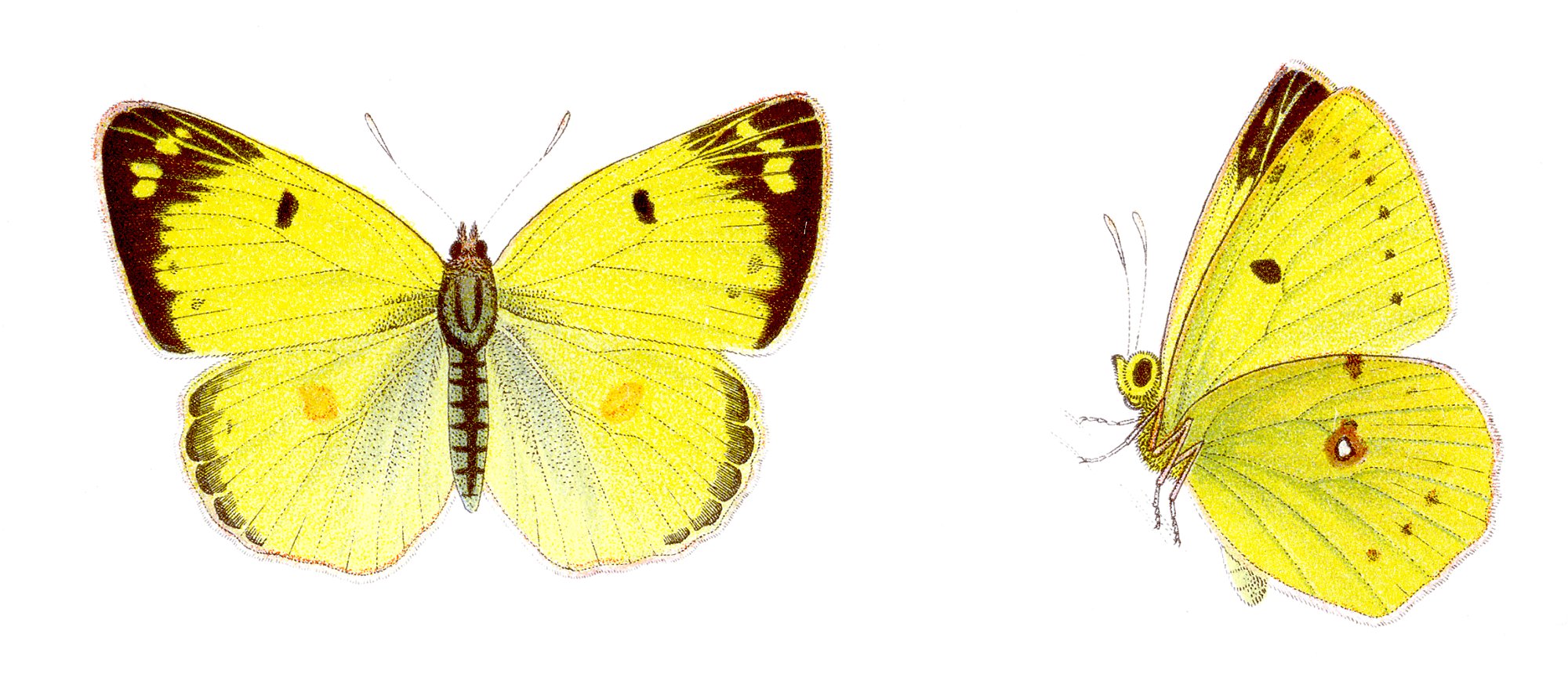 Colias hyale - Goldene Acht