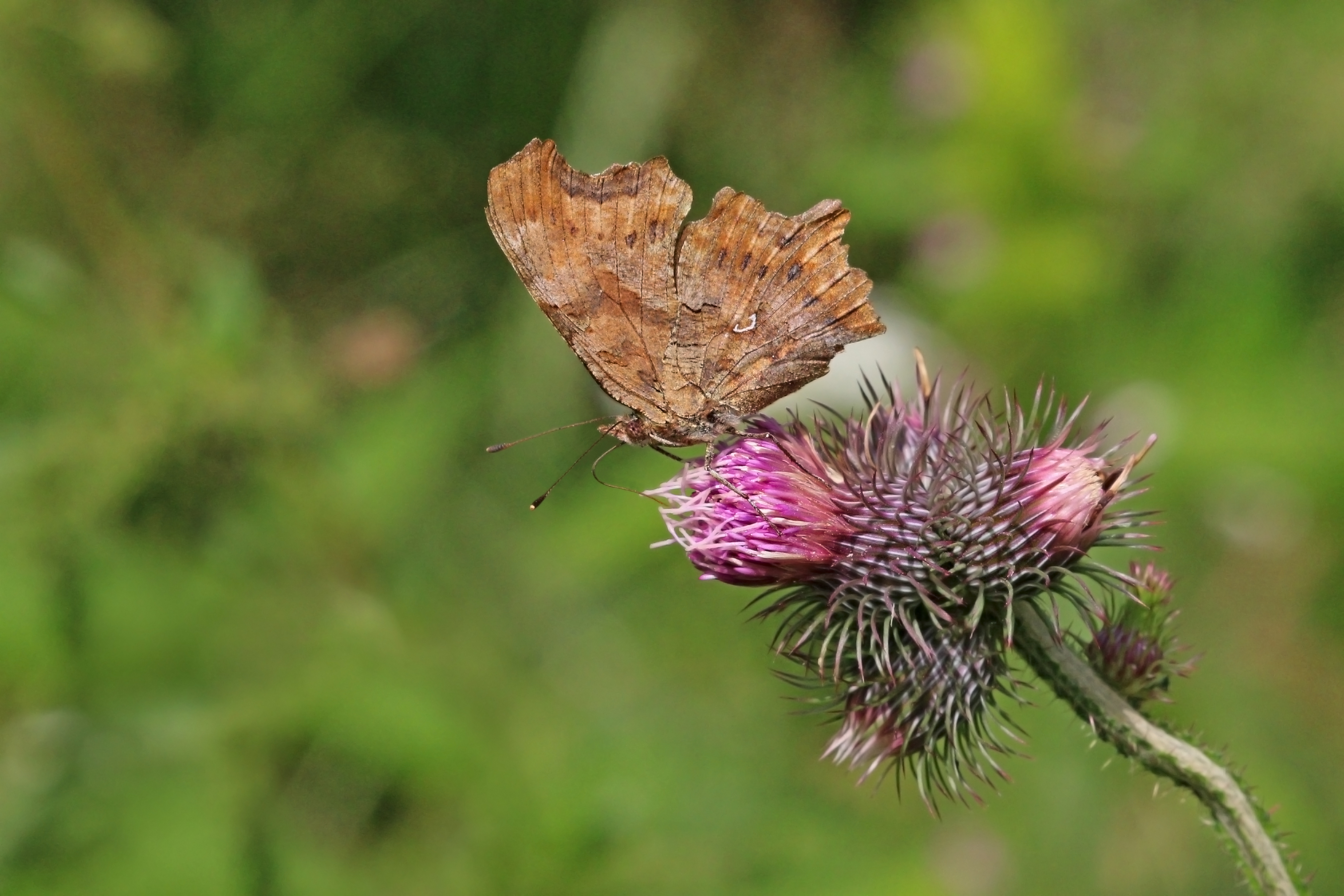 Comma (Polygonia c-album) underside Bulgaria