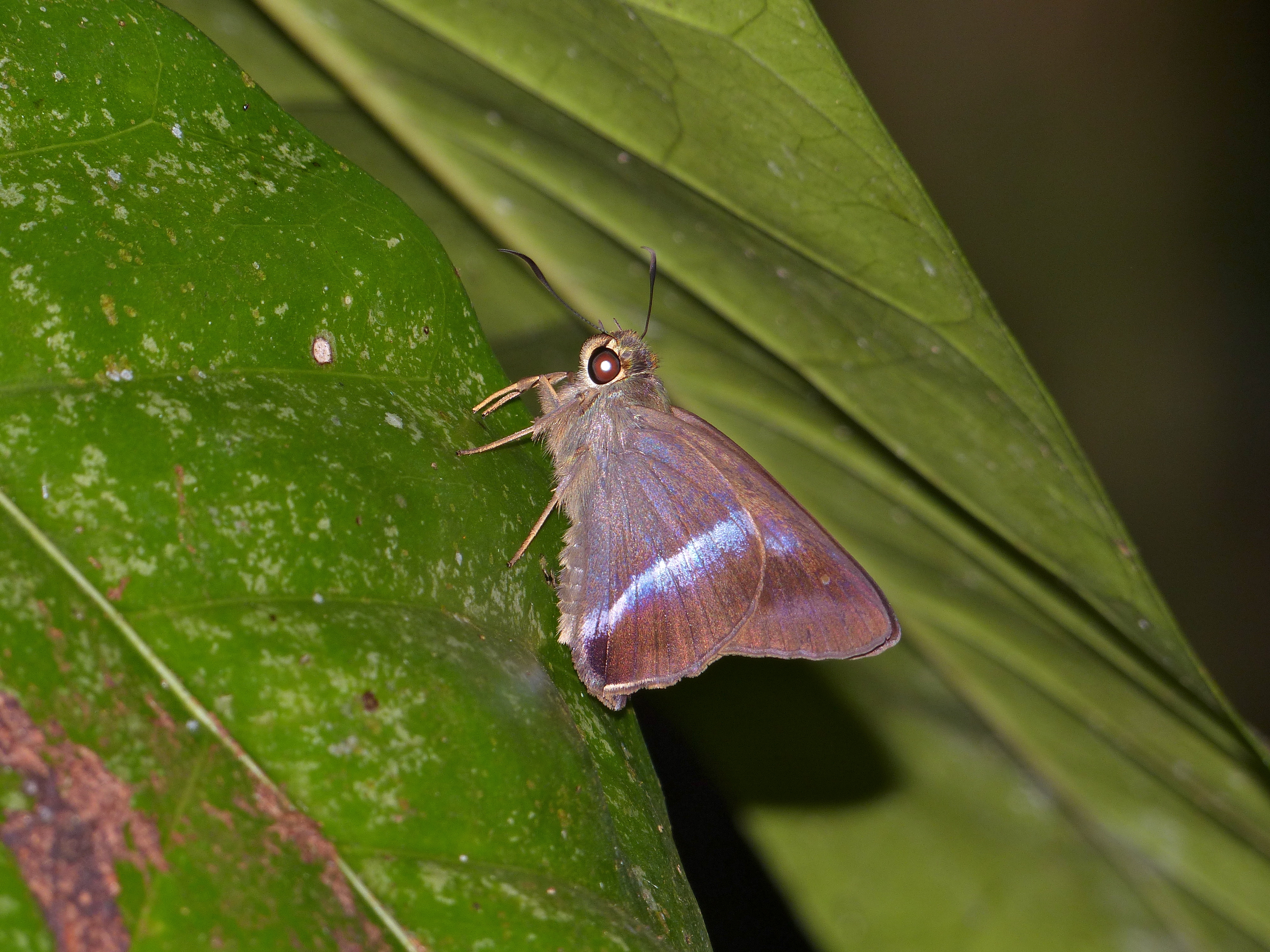 Common Banded Awl (Hasora chromus) (15090872193)