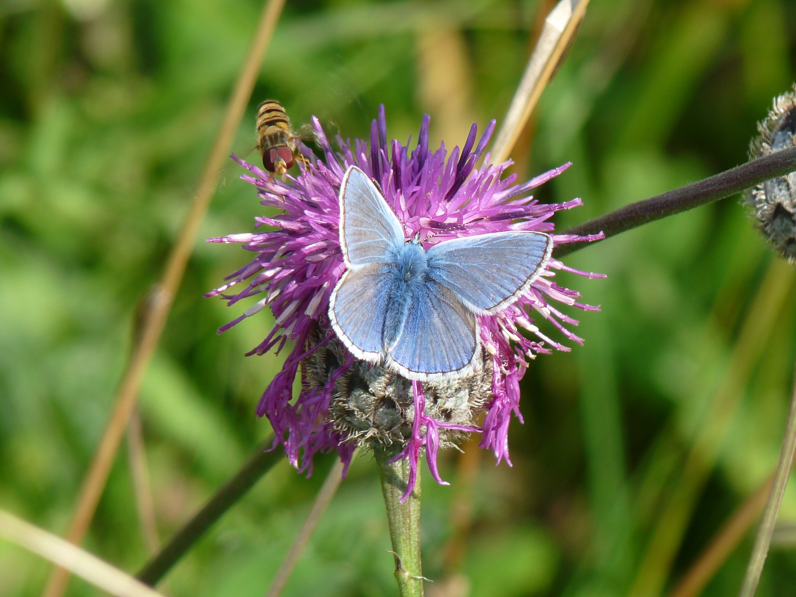 Common Blue Butterfly (4490579063)