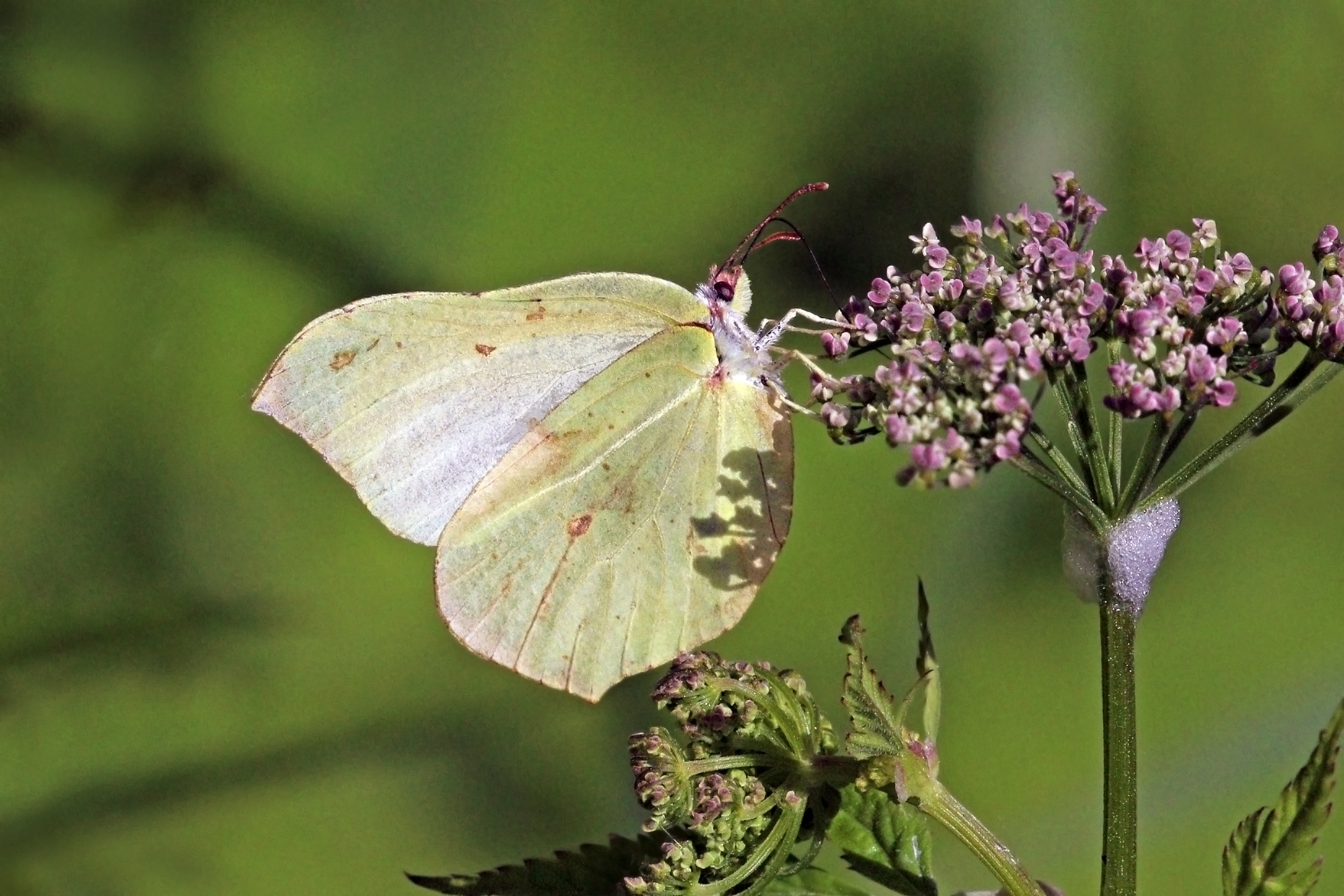 Common brimstone (Gonepteryx rhamni) female Estonia