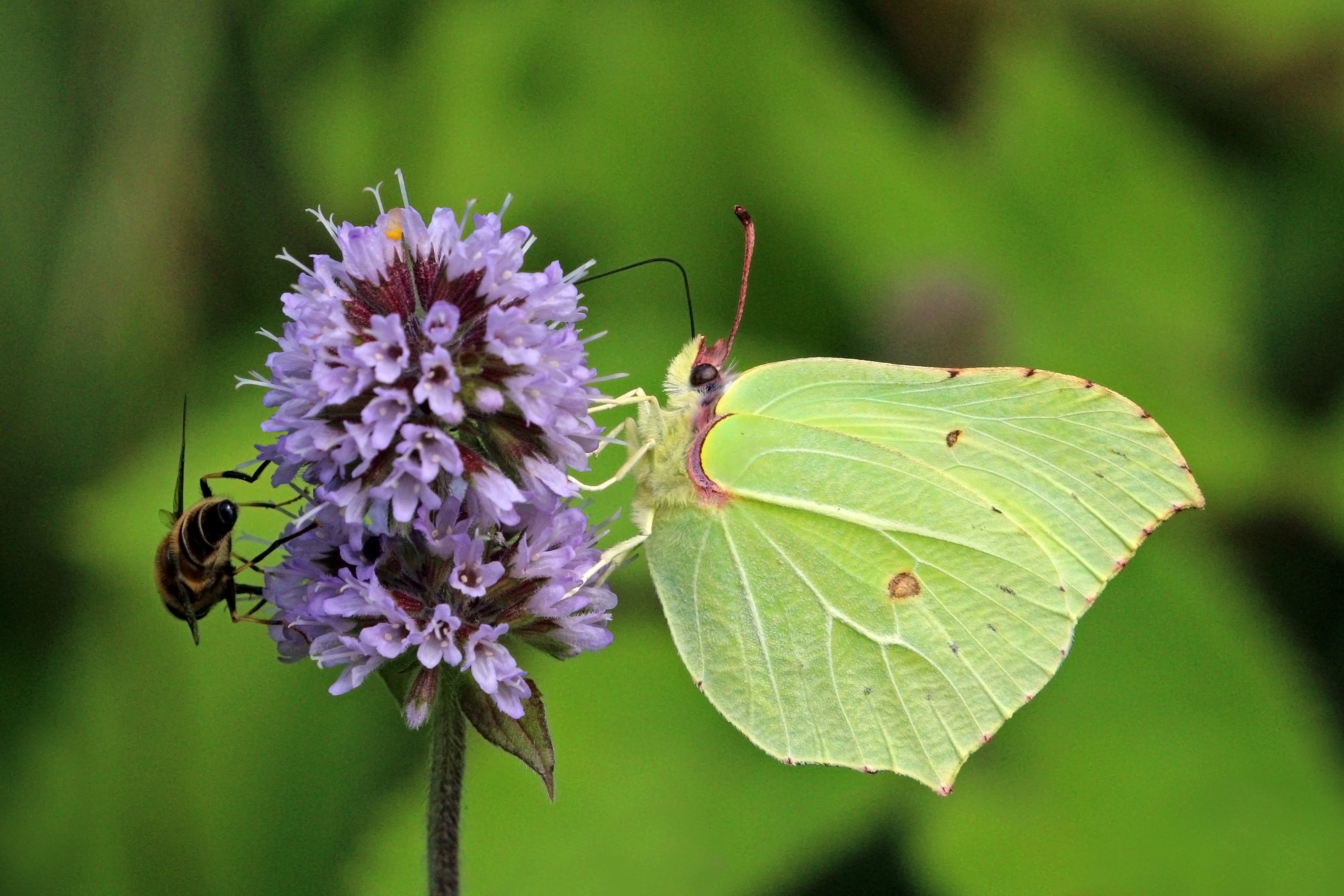 Common brimstone butterfly (Gonepteryx rhamni) male 5