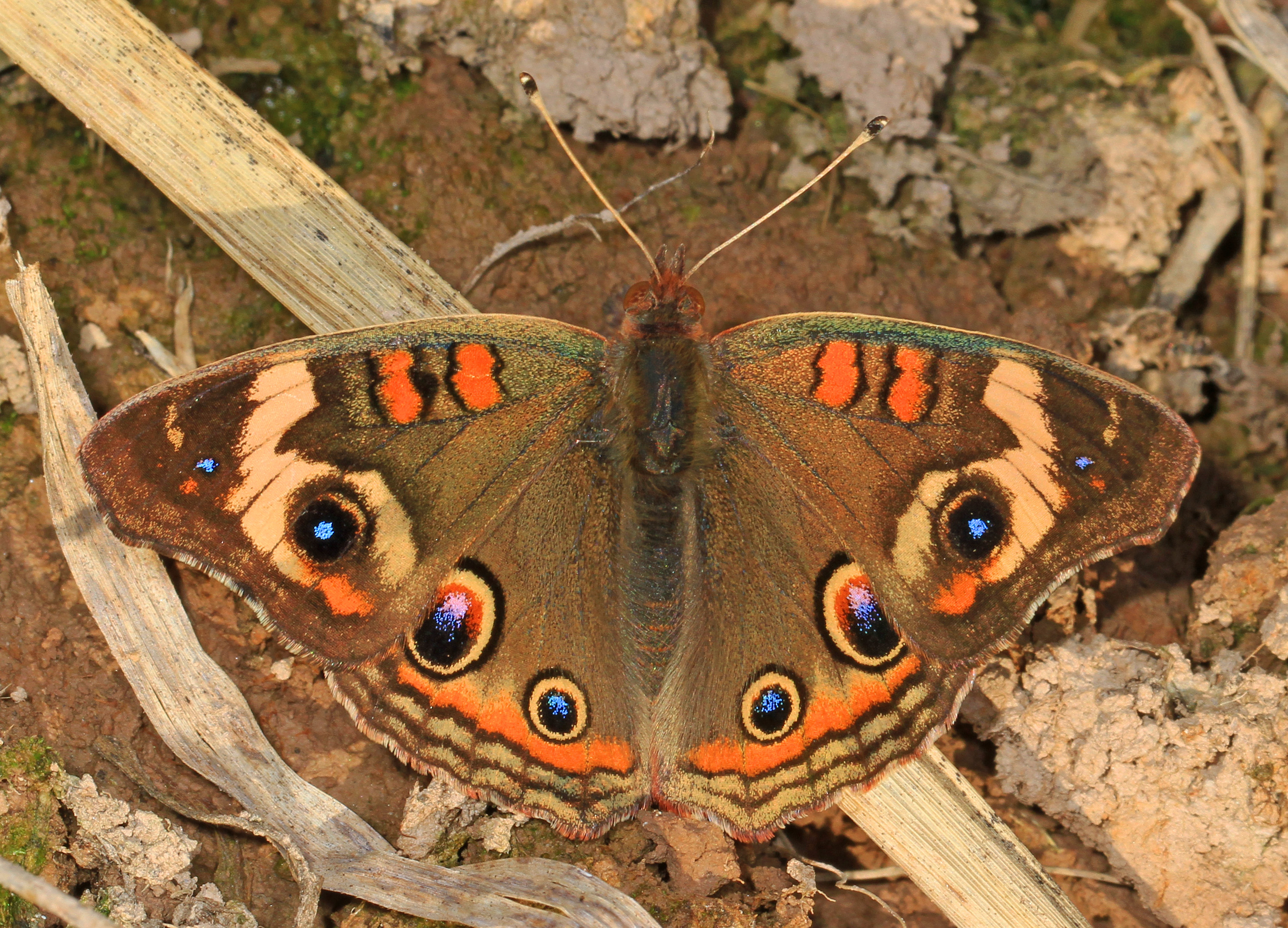 Common Buckeye - Junonia coenia, Mason Neck, Virginia - 30933209532
