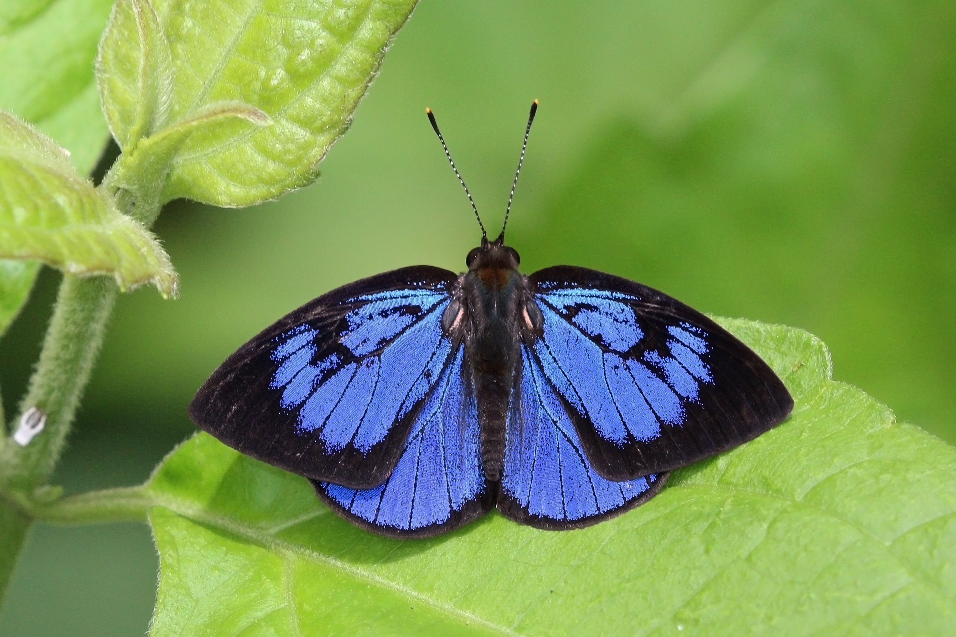 Common flash (Hypophytala hyettoides)