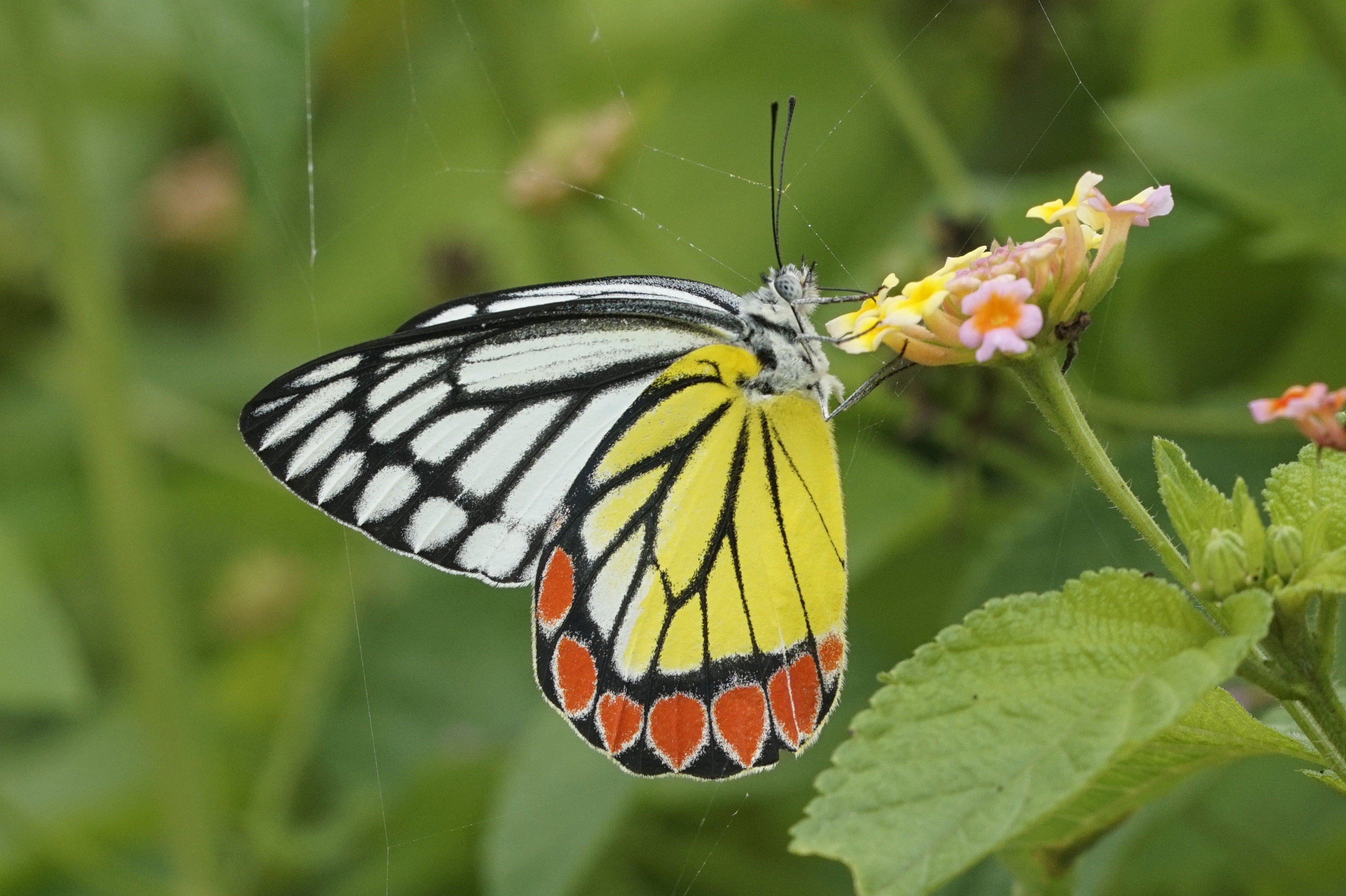 Common Jezebel 5474