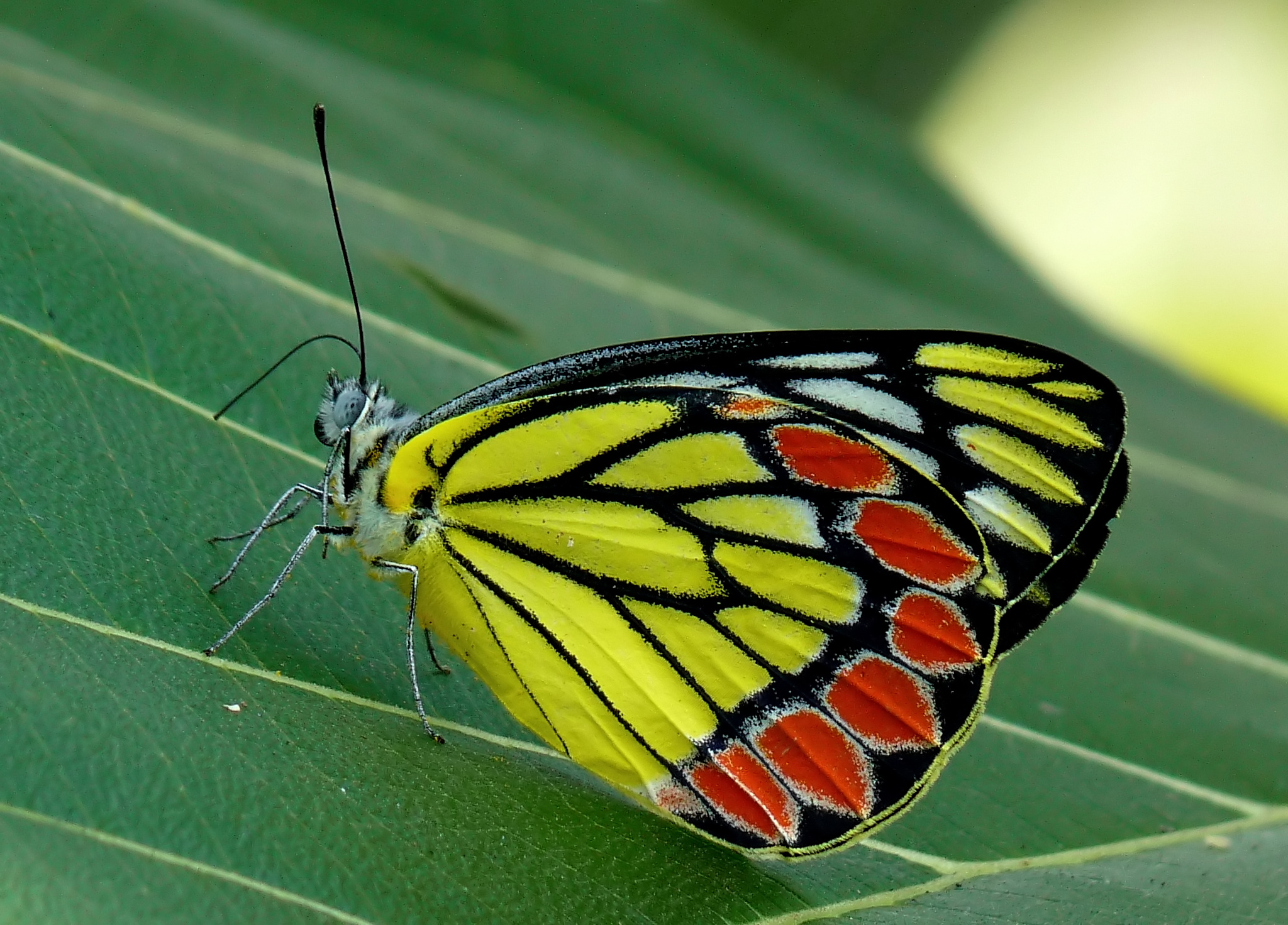 Common Jezebel Delias eucharis by kadavoor