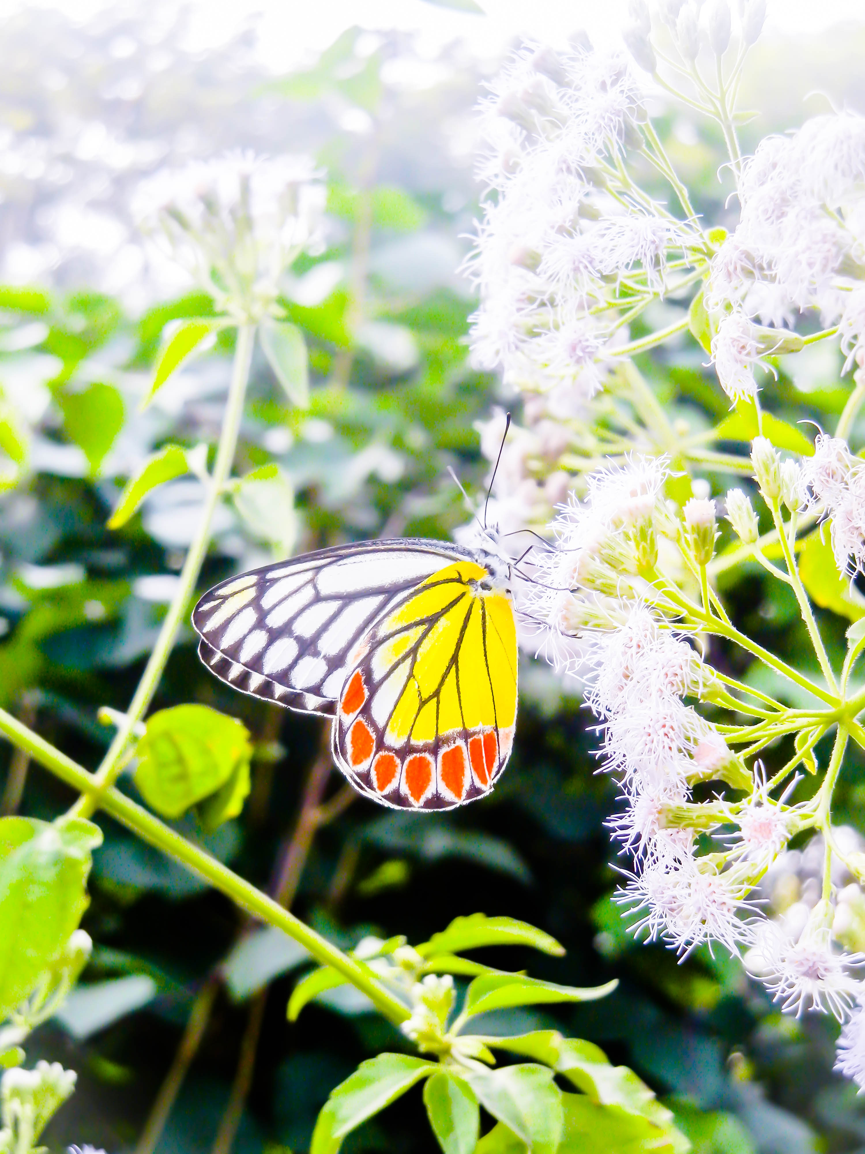 Common lezebel