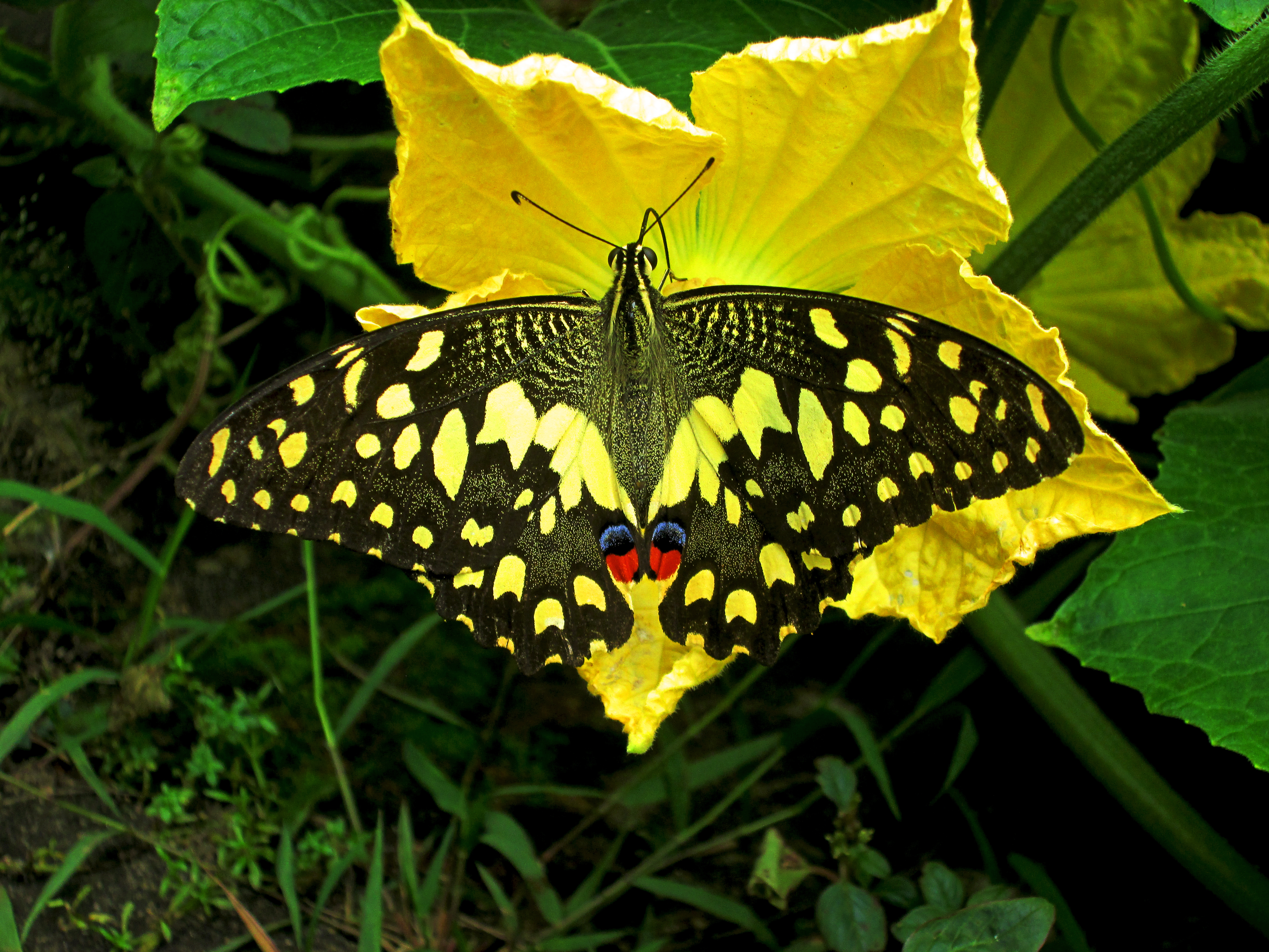 Common lime butterfly