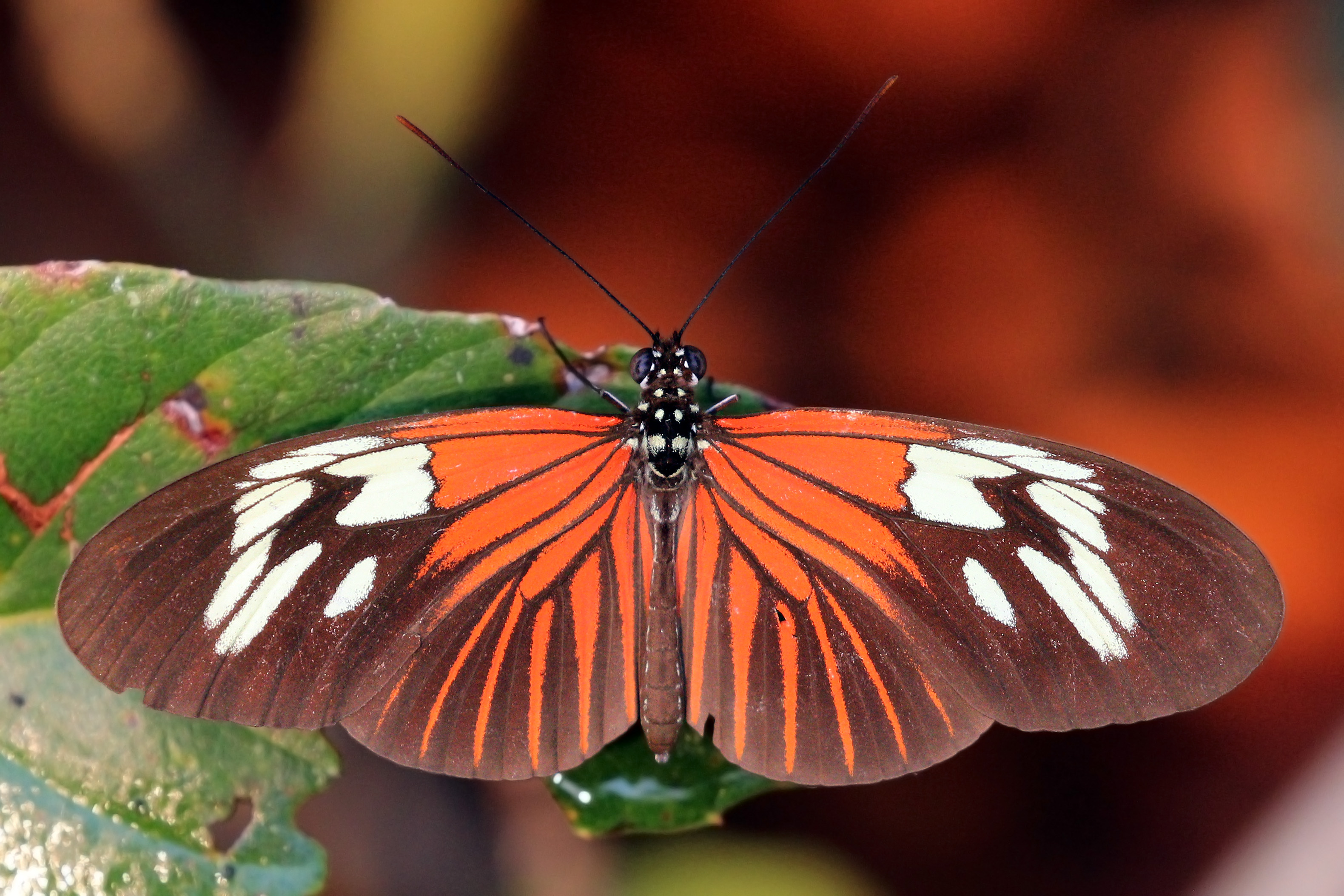 Common longwing (Heliconius erato amazona)