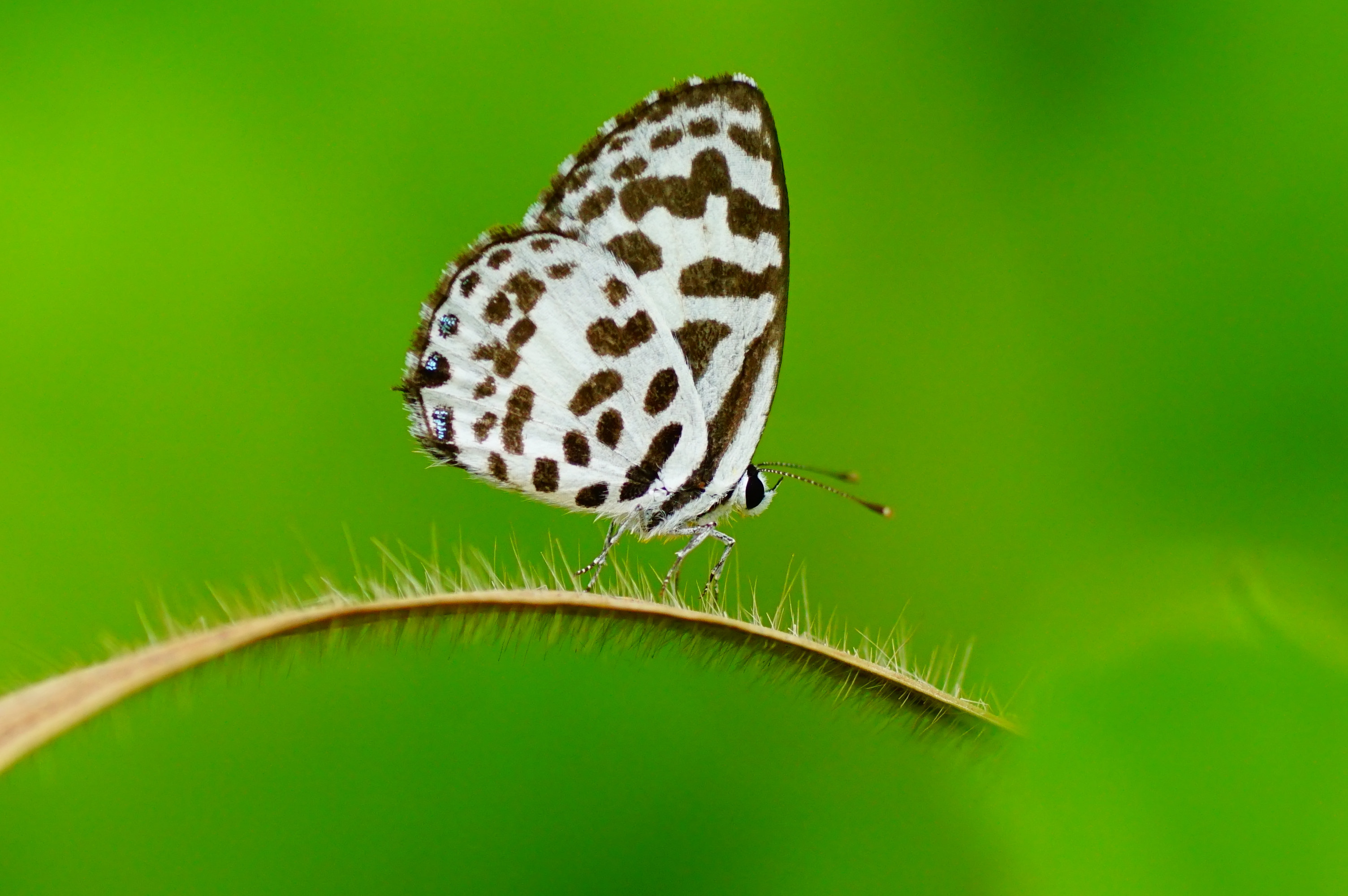 Common Pierrot 09505
