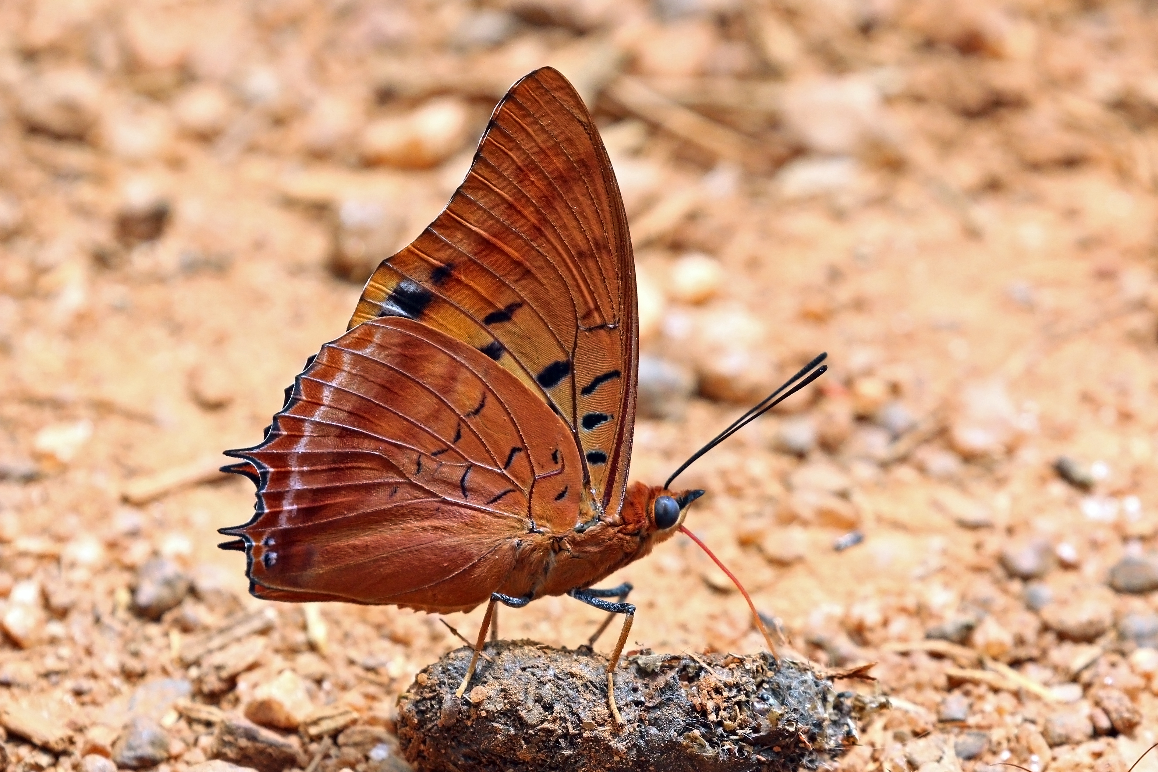Common red charaxes (Charaxes lucretius lucretius)