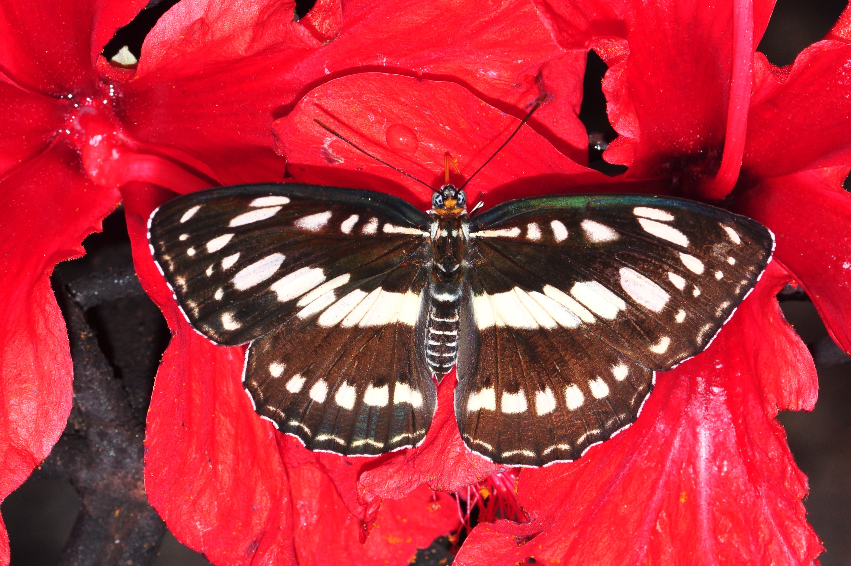 Common Sergeant (Athyma perius) (8437702932)