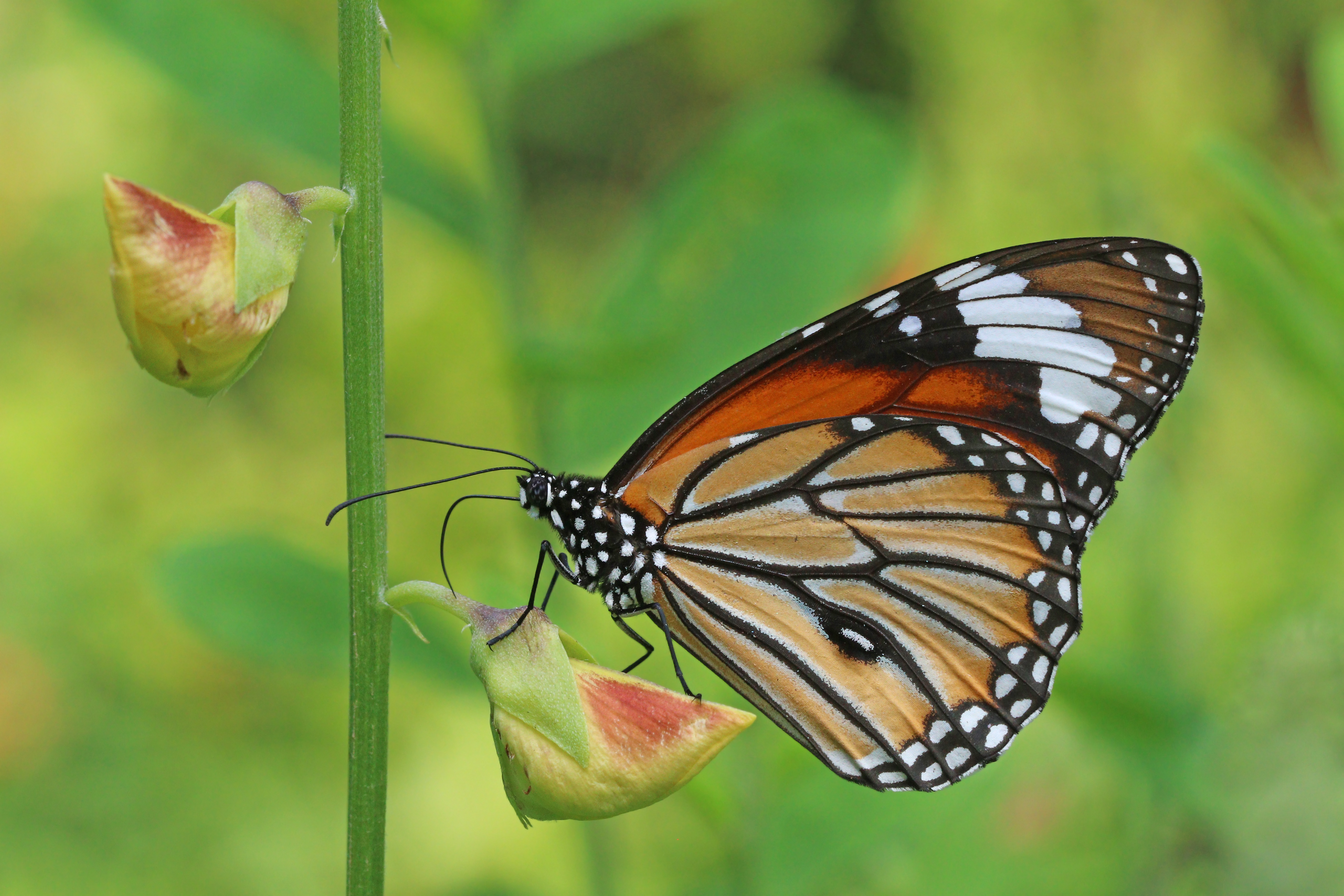 Common tiger (Danaus genutia genutia) male underside