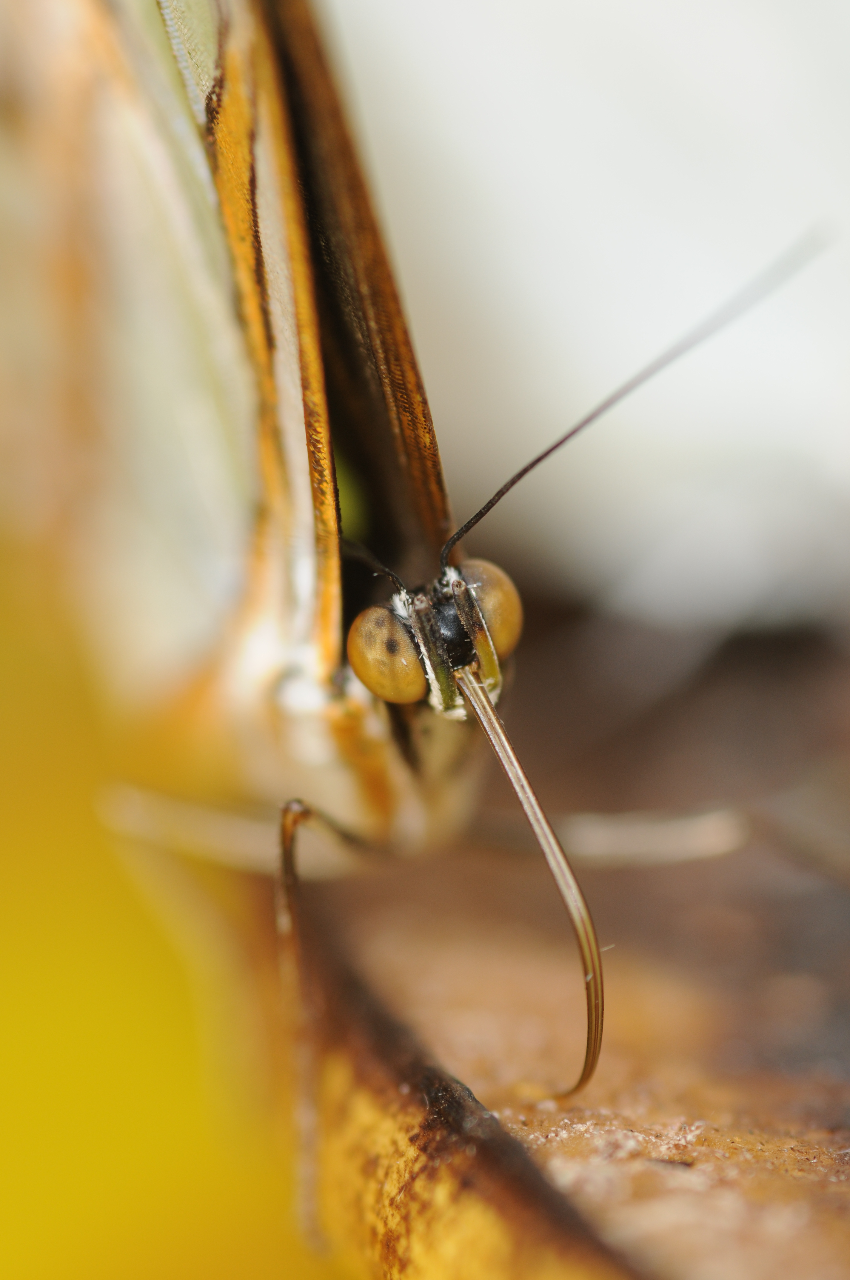 ComputerHotline - Lepidoptera sp. (by) (6)
