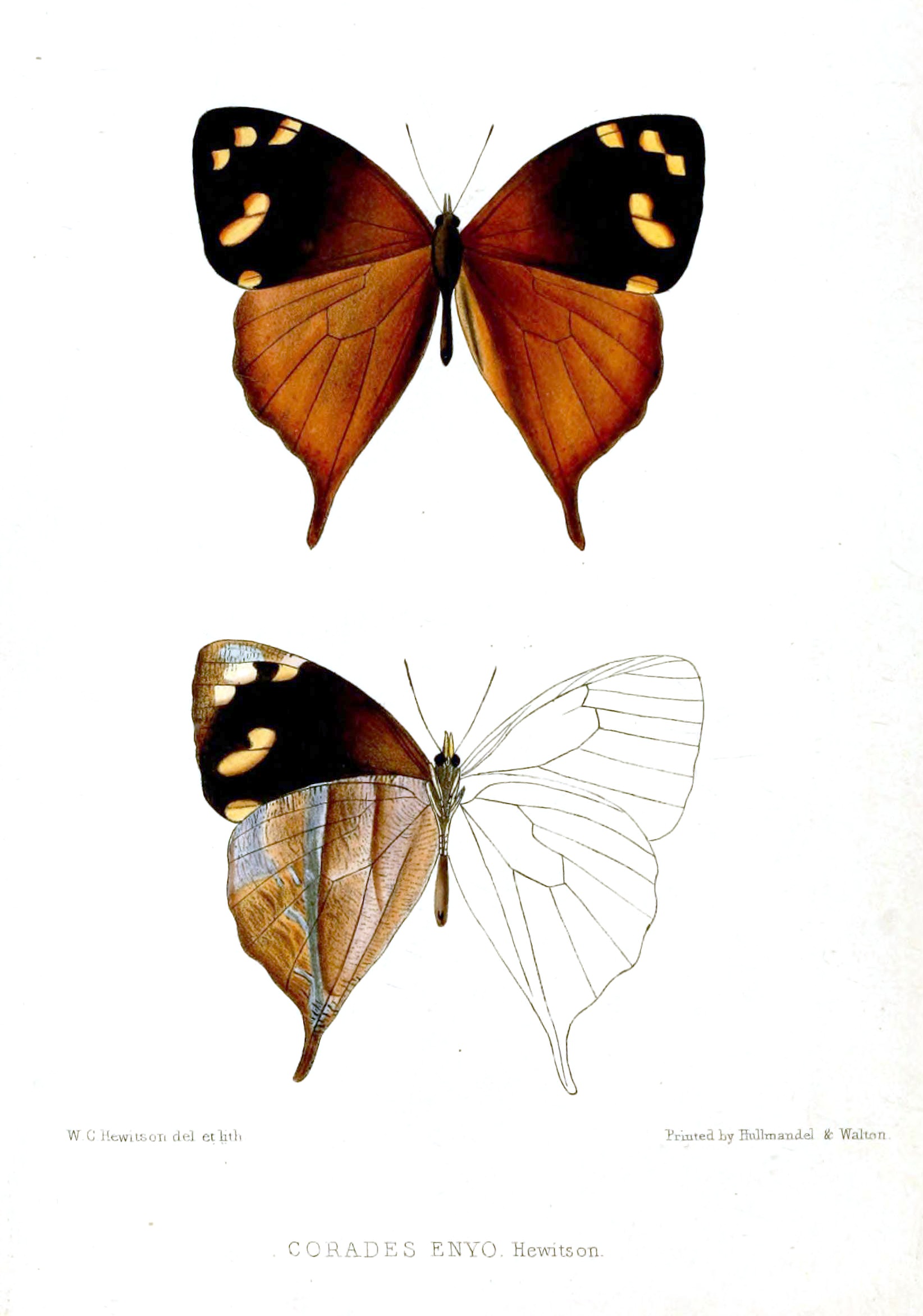 CoradesEnyoHewitson
