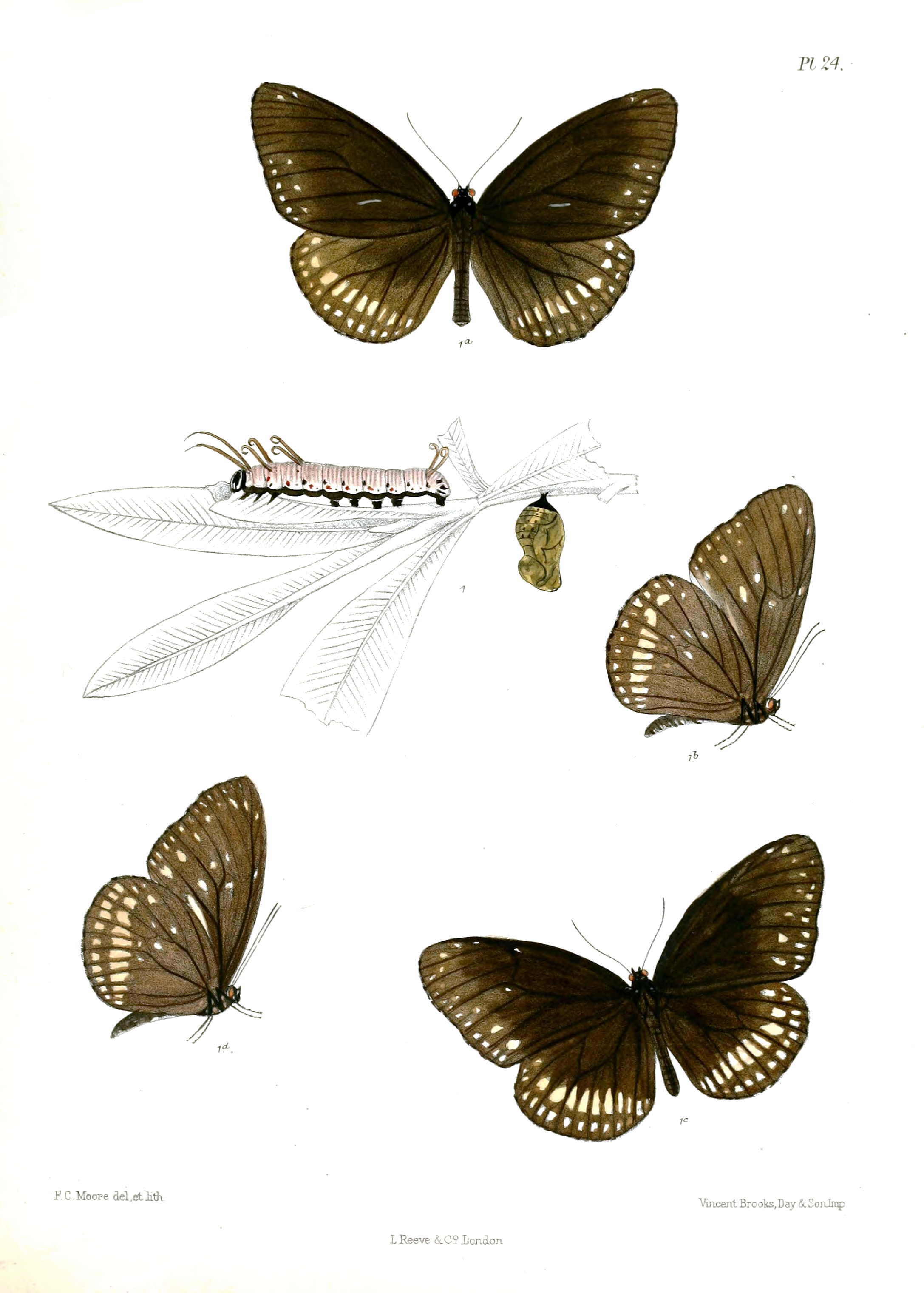 CrastiaAsela 24
