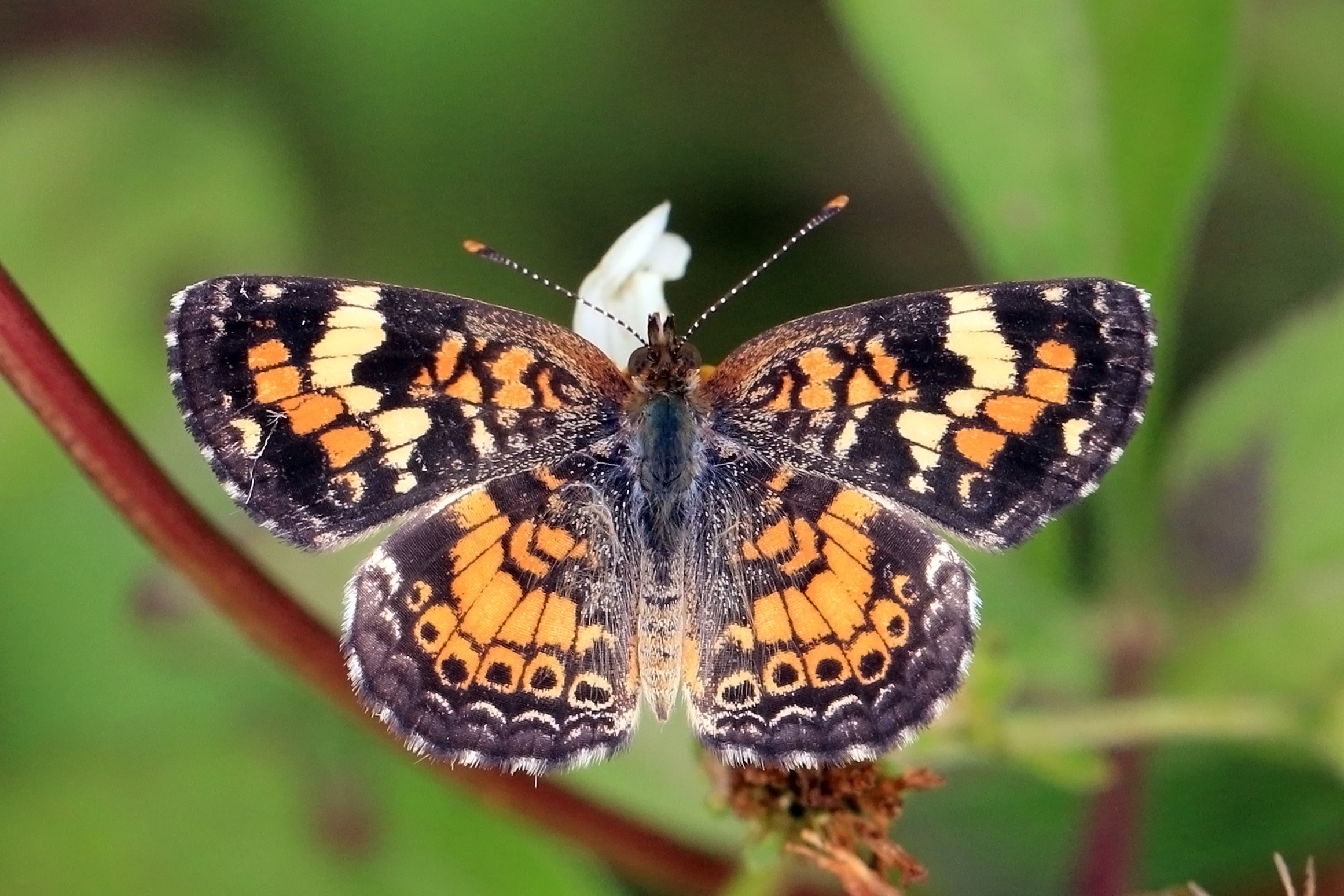 Crescent spot (Phyciodes phaon)