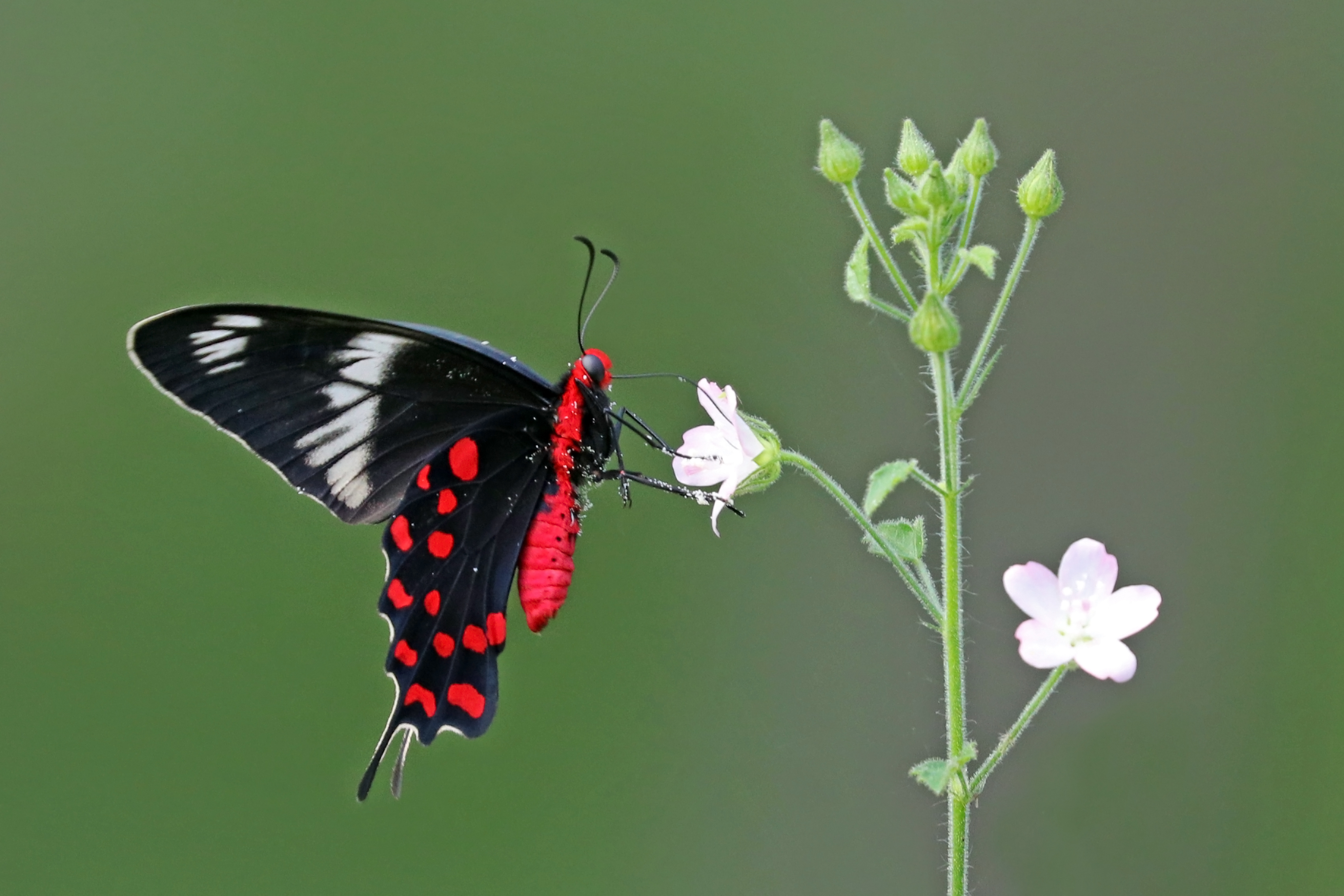 Crimson Rose (Pachliopta hector) underside