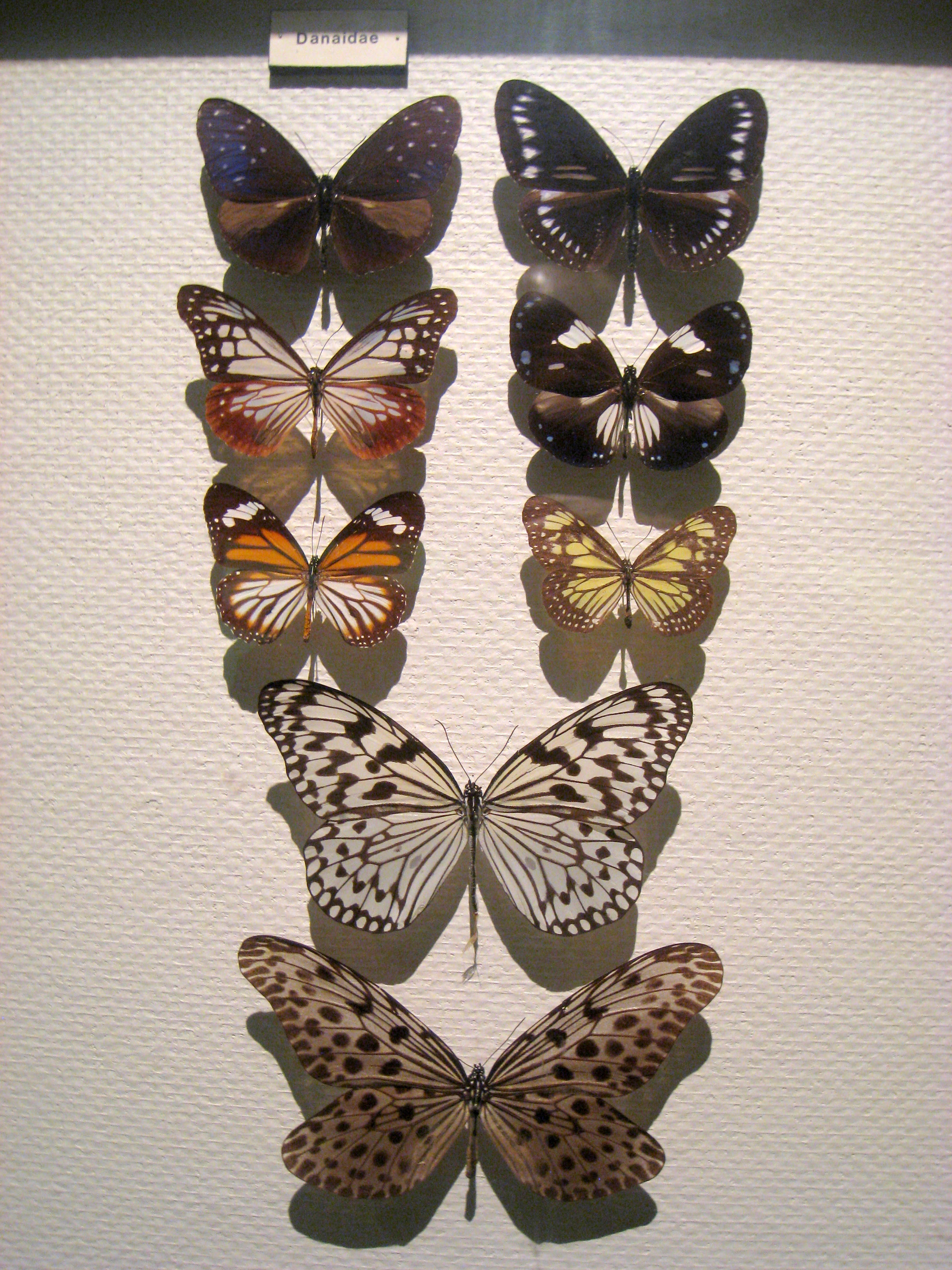 Danainae - Oslo Zoological Museum - IMG 9079