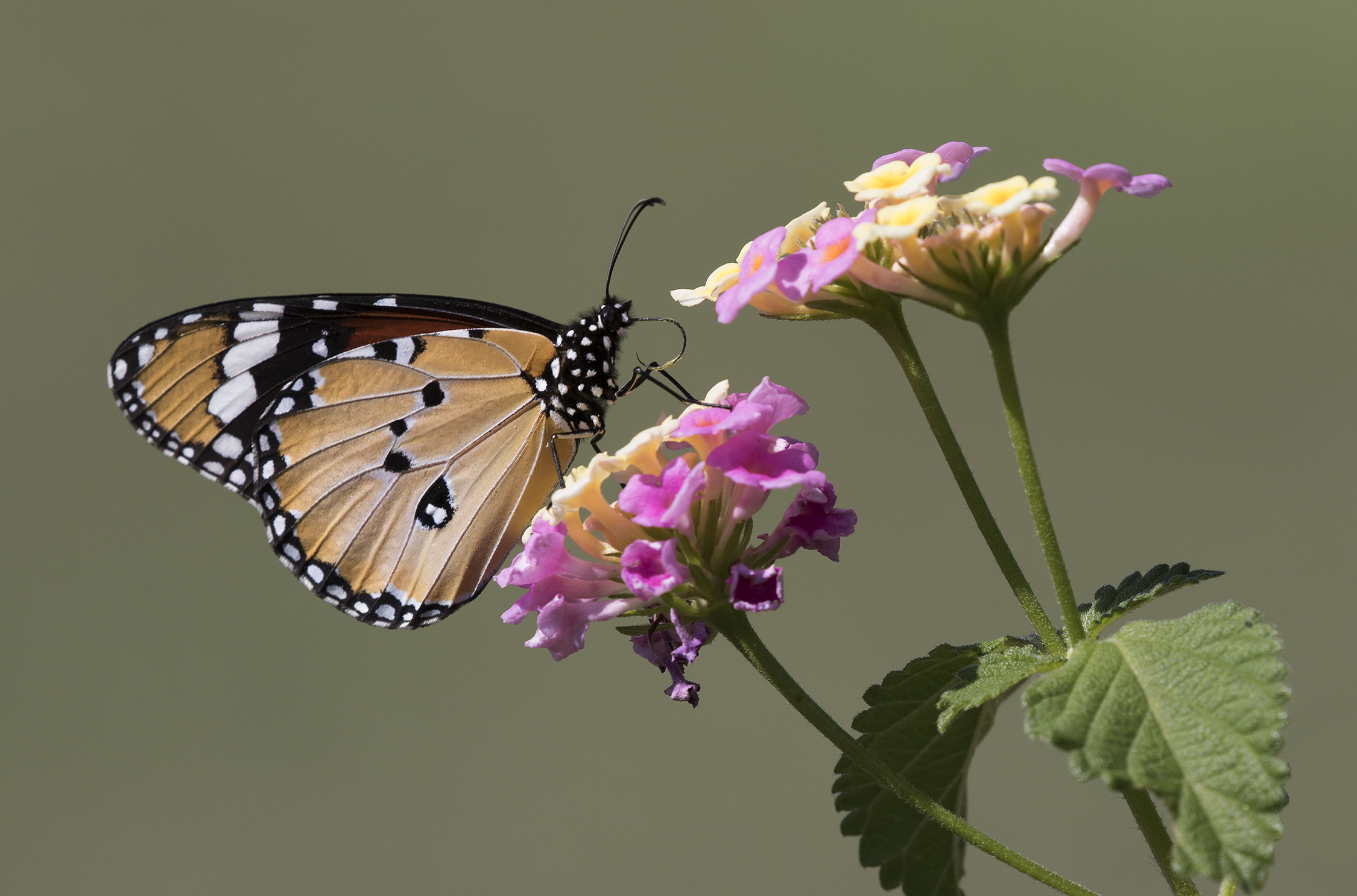 Danaus chrysippus - African monarch 01-10