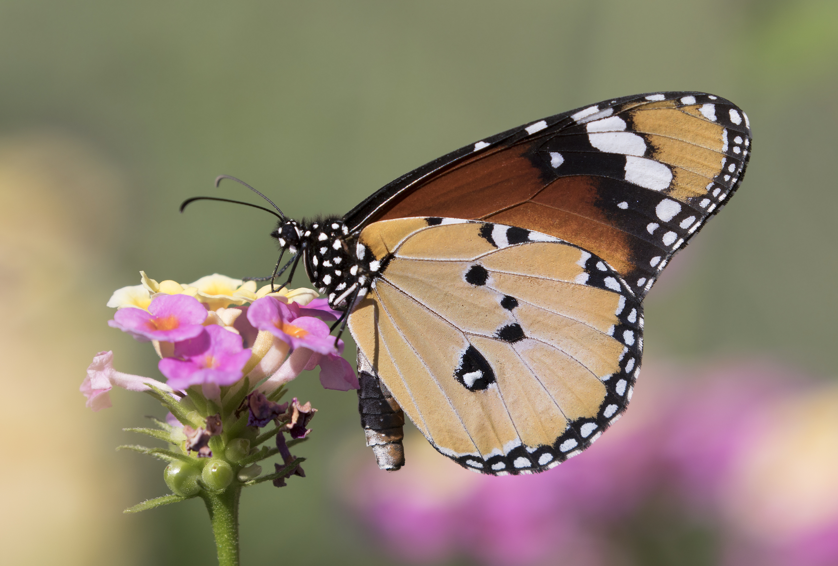 Danaus chrysippus - African monarch 01-12