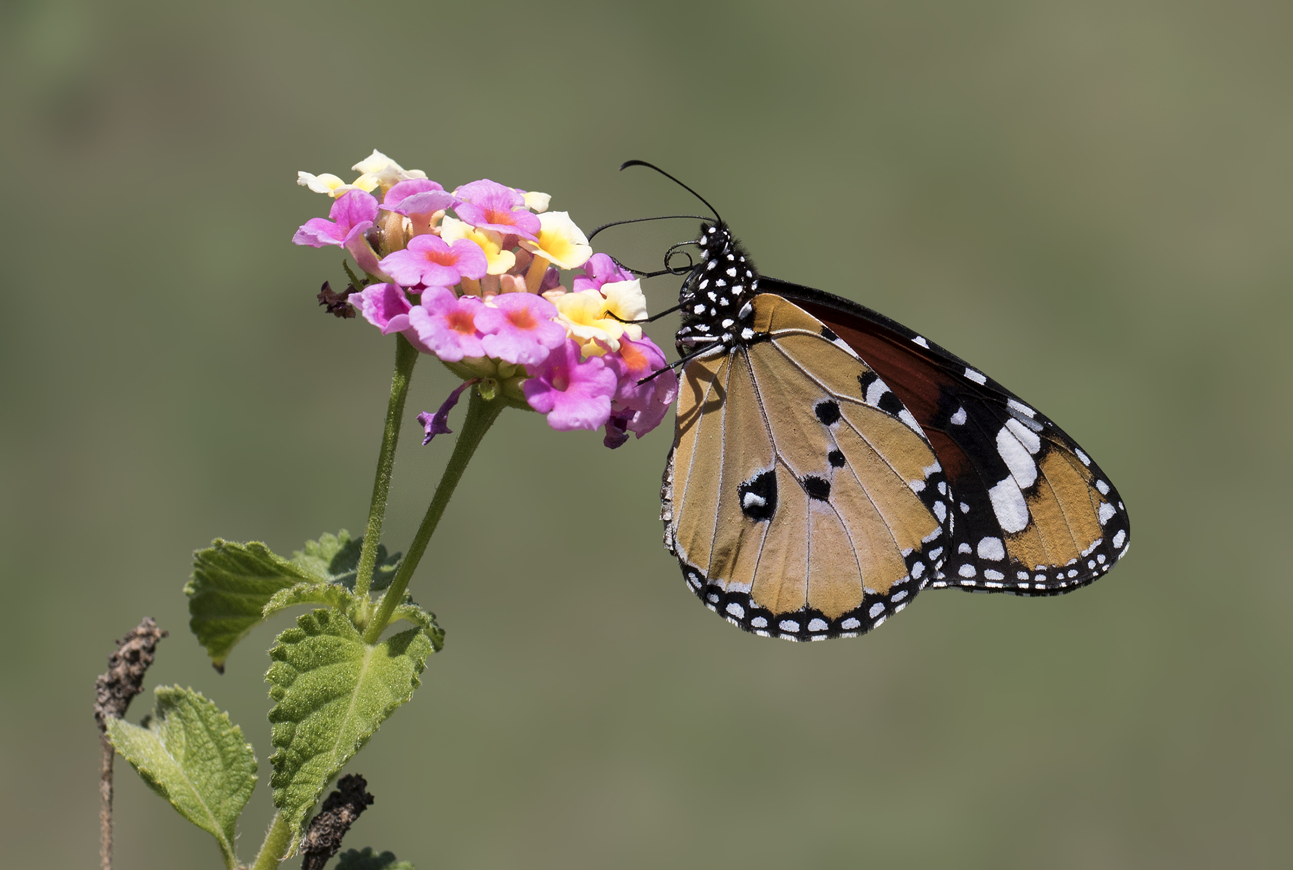 Danaus chrysippus - African monarch 01-25