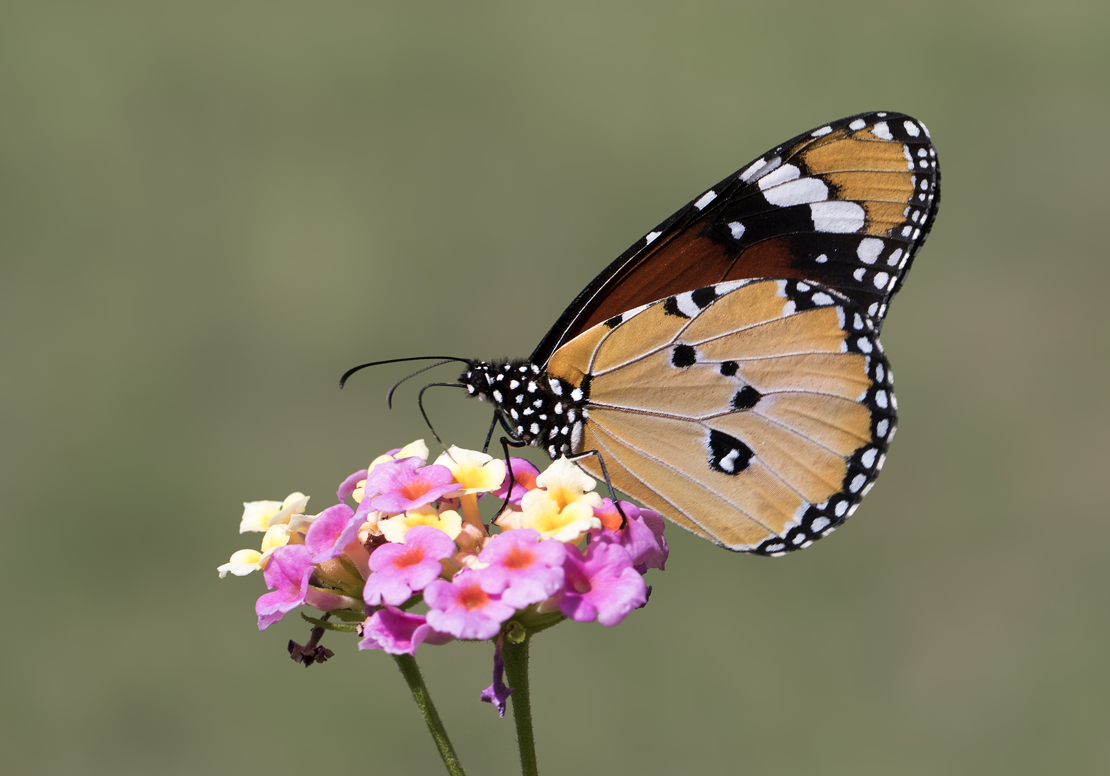 Danaus chrysippus - African monarch 01-27