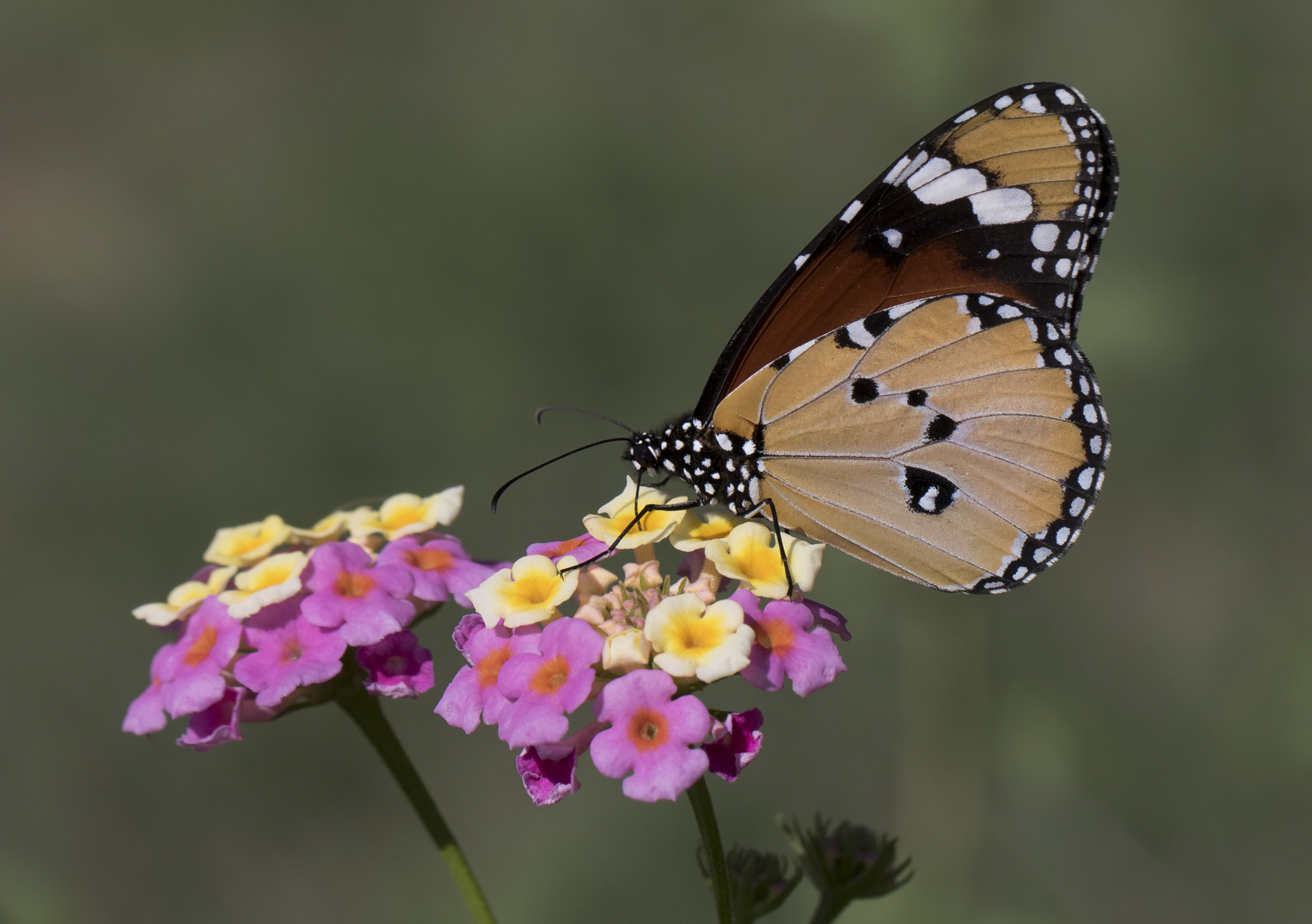 Danaus chrysippus - African monarch 01-28