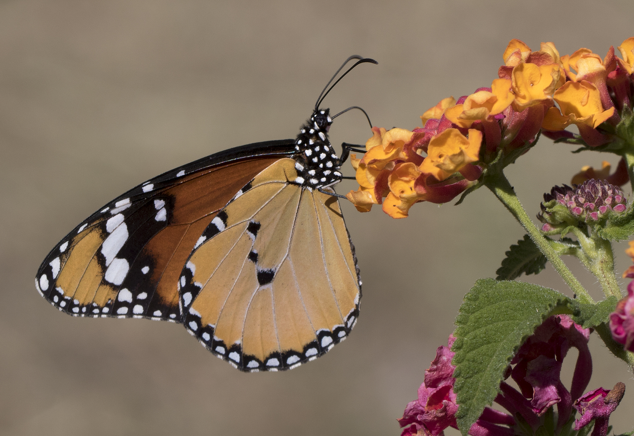 Danaus chrysippus - African monarch 02-14
