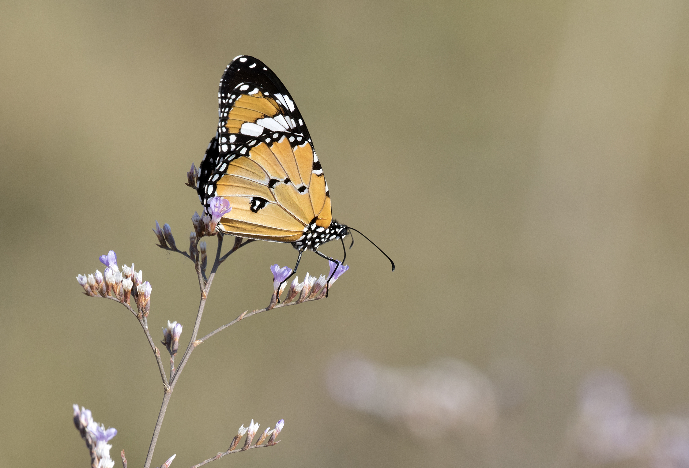 Danaus chrysippus - African monarch 07-1