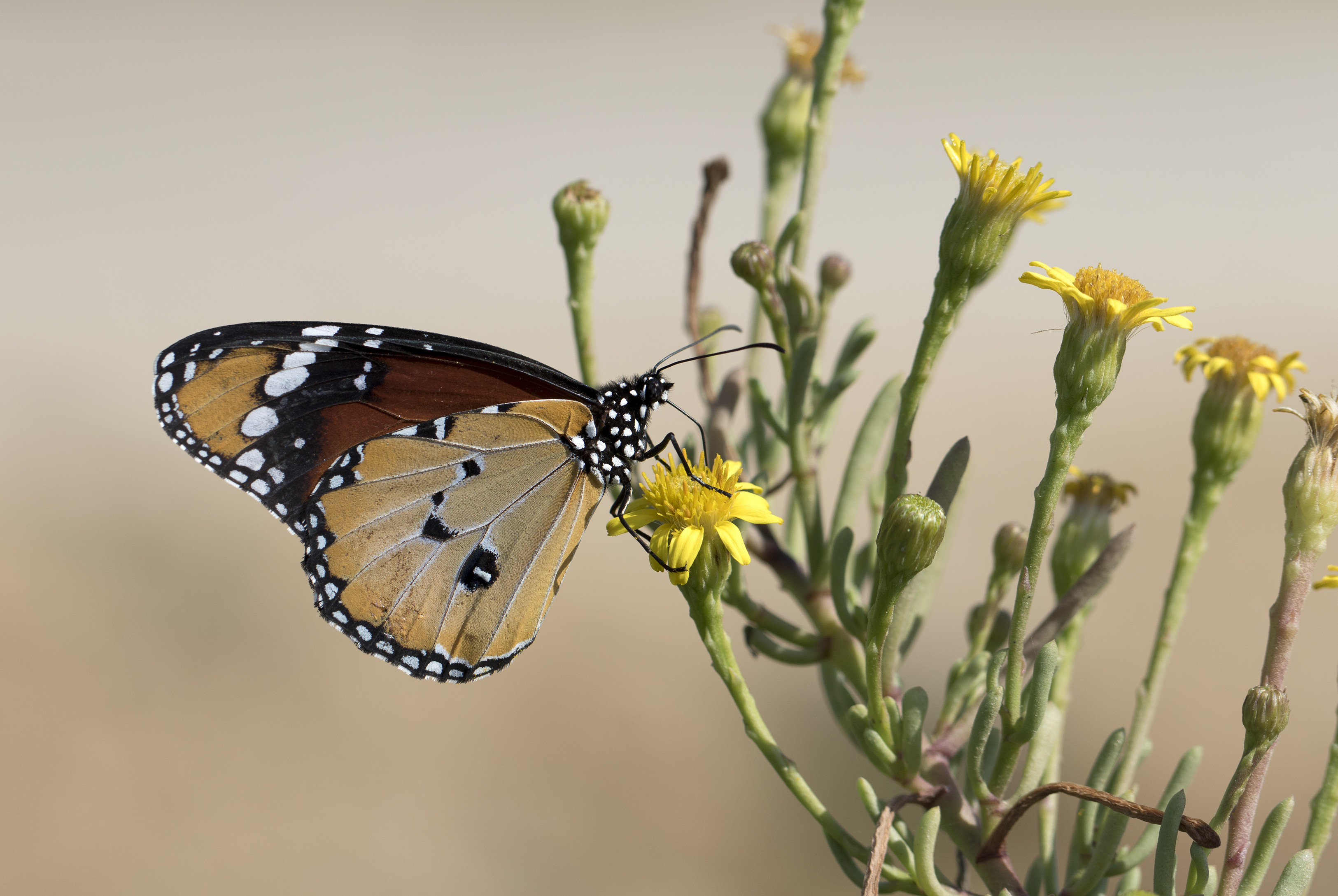 Danaus chrysippus - African monarch 11-2