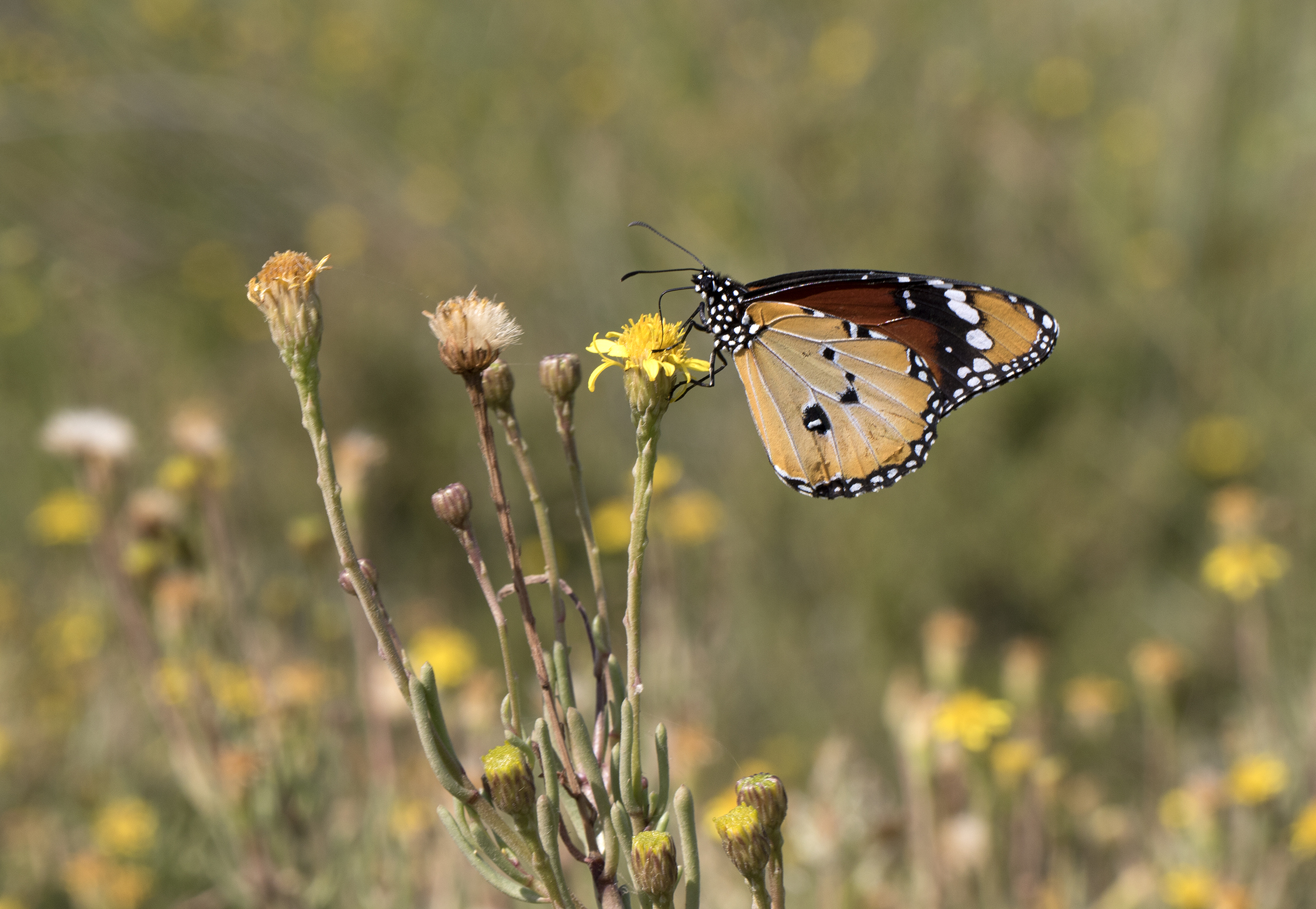Danaus chrysippus - African monarch 13-2