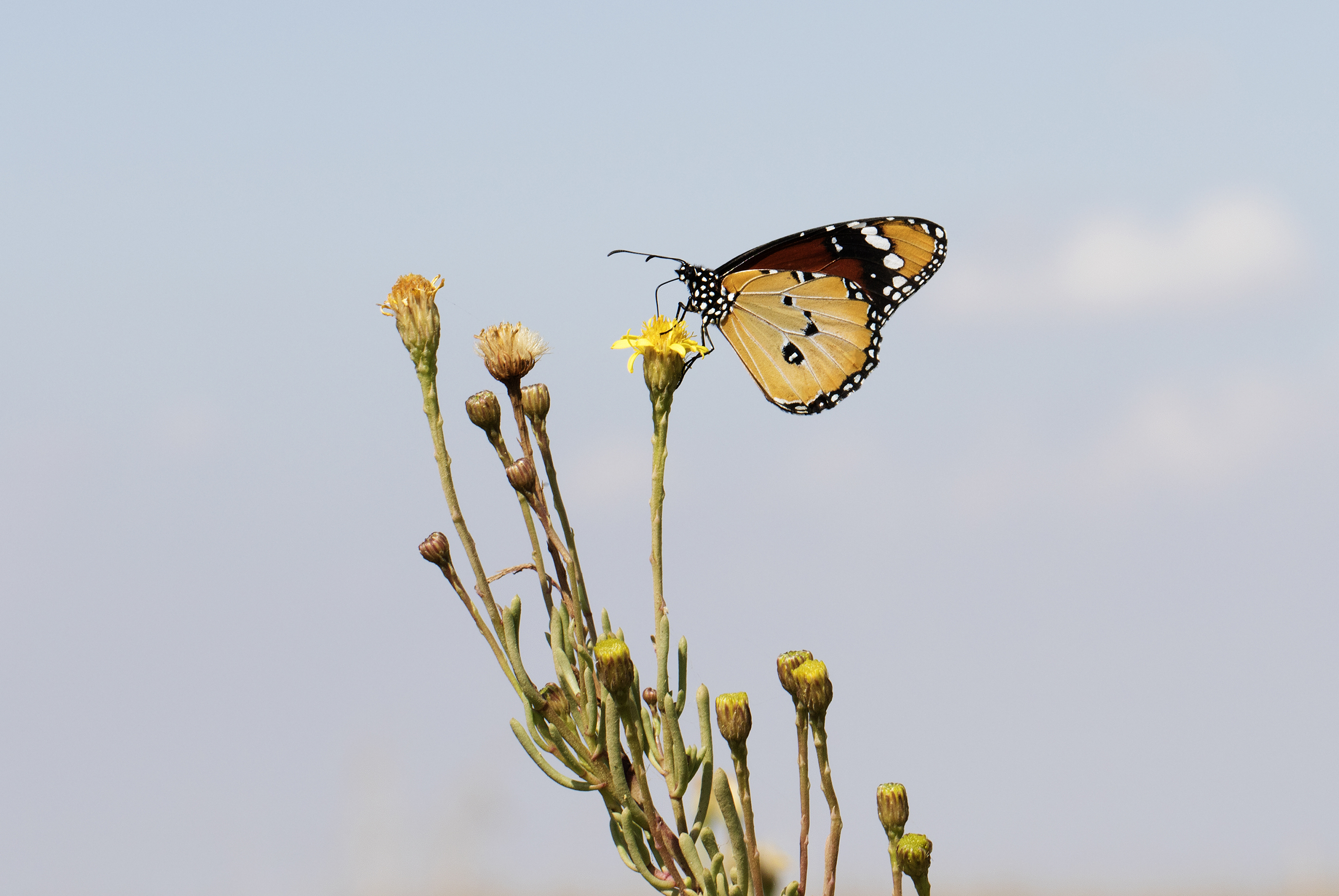 Danaus chrysippus - African monarch 14-1