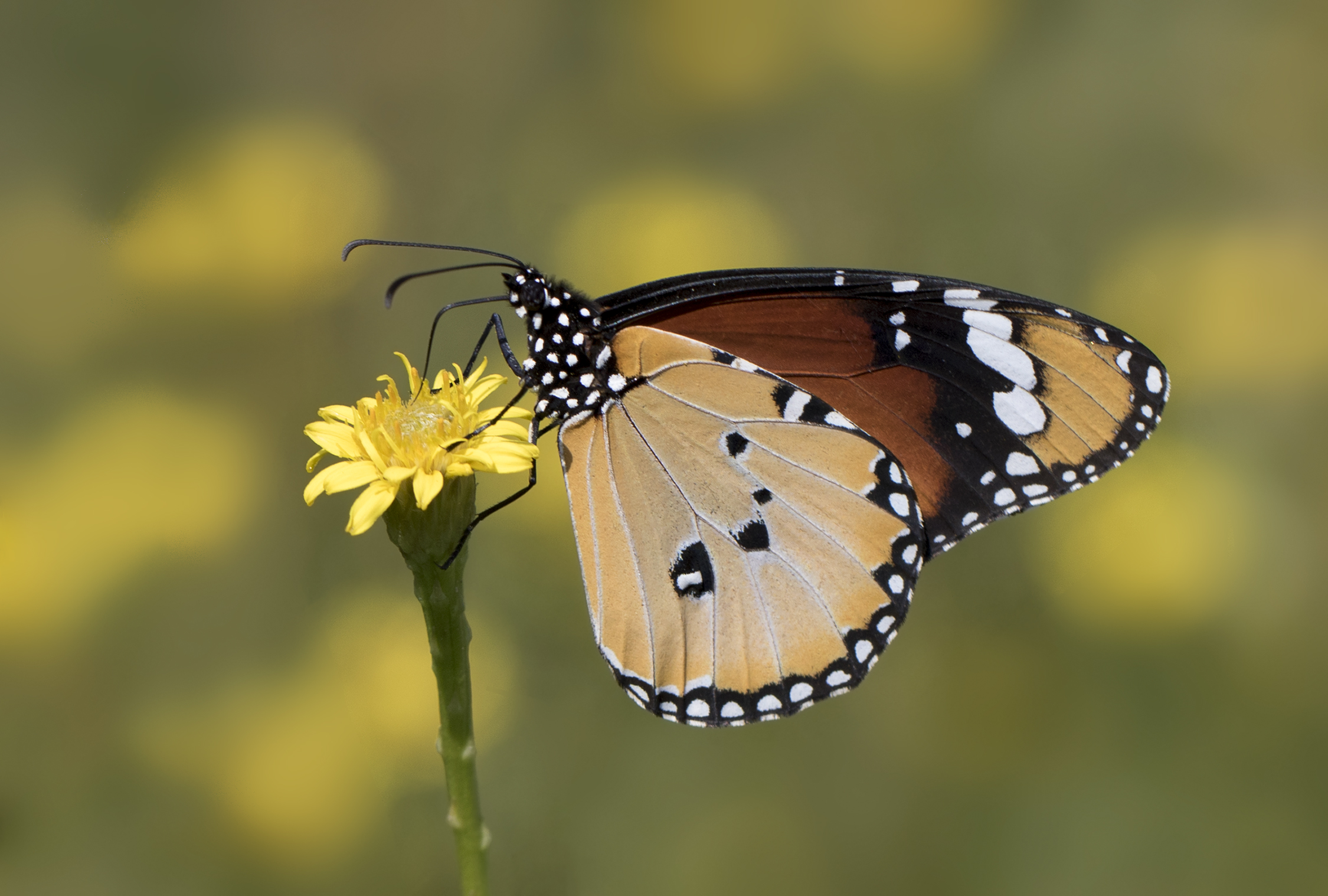 Danaus chrysippus - African monarch 17-1