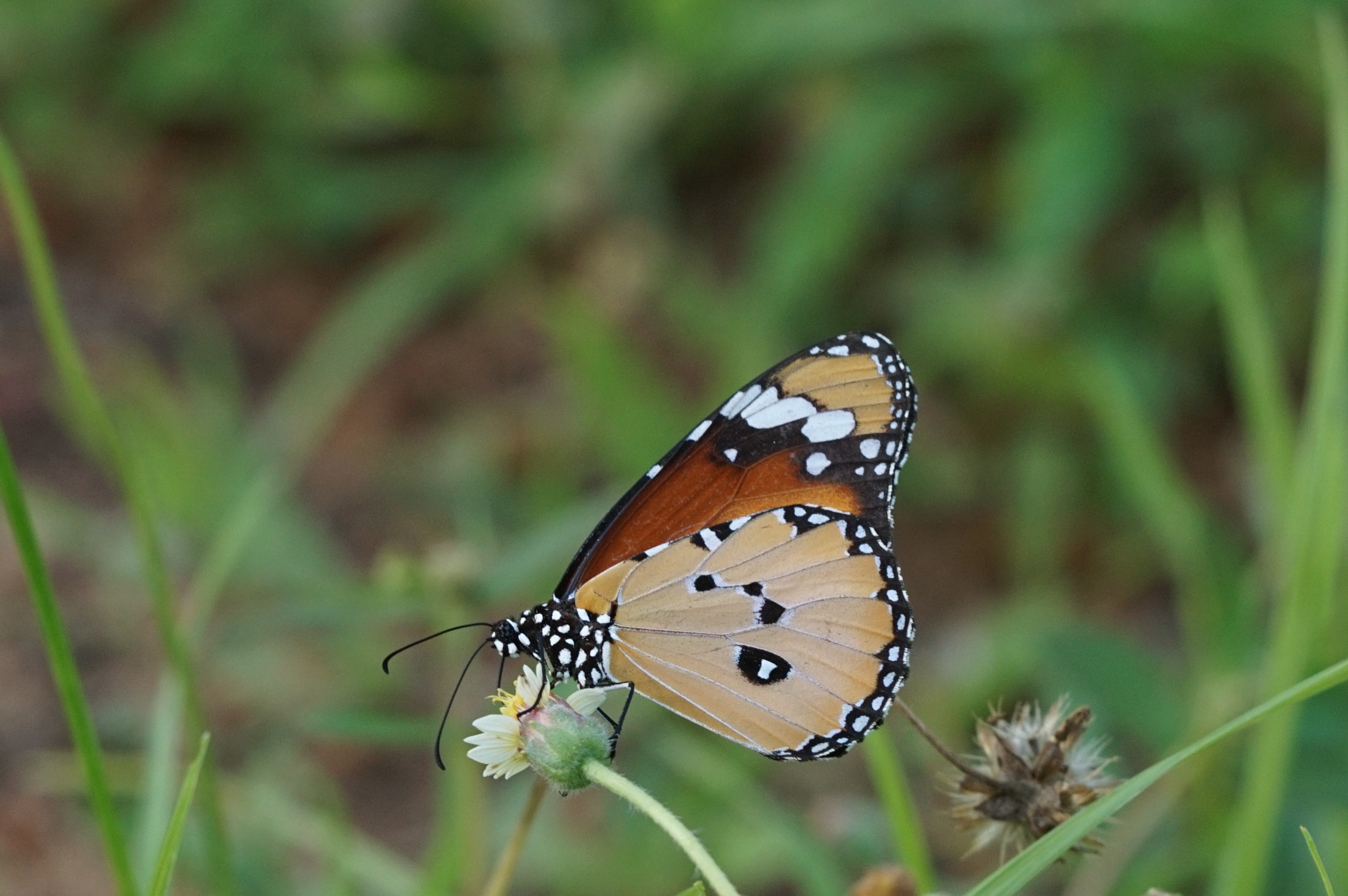 Danaus chrysippus 02811