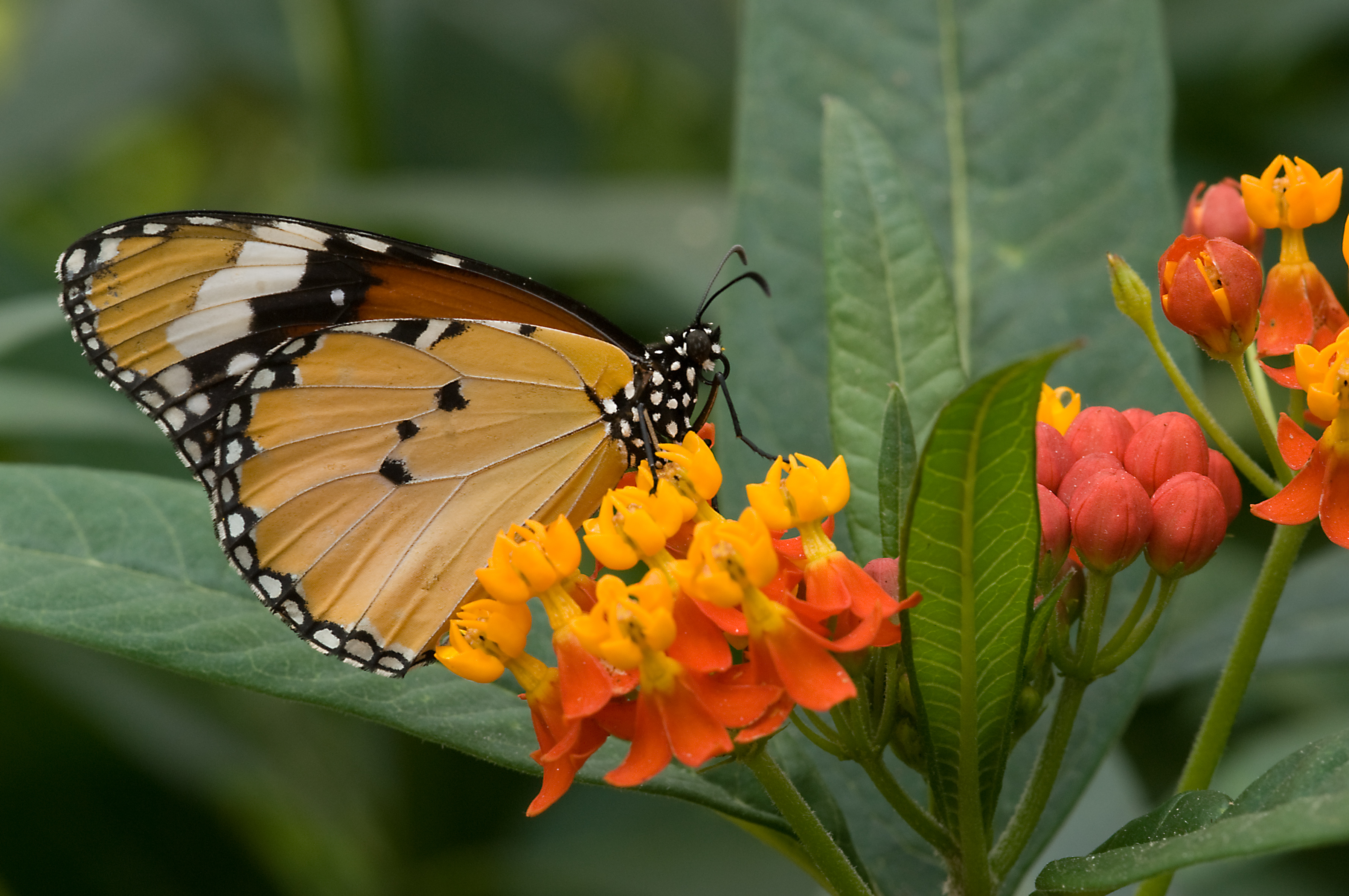 Danaus chrysippus 1