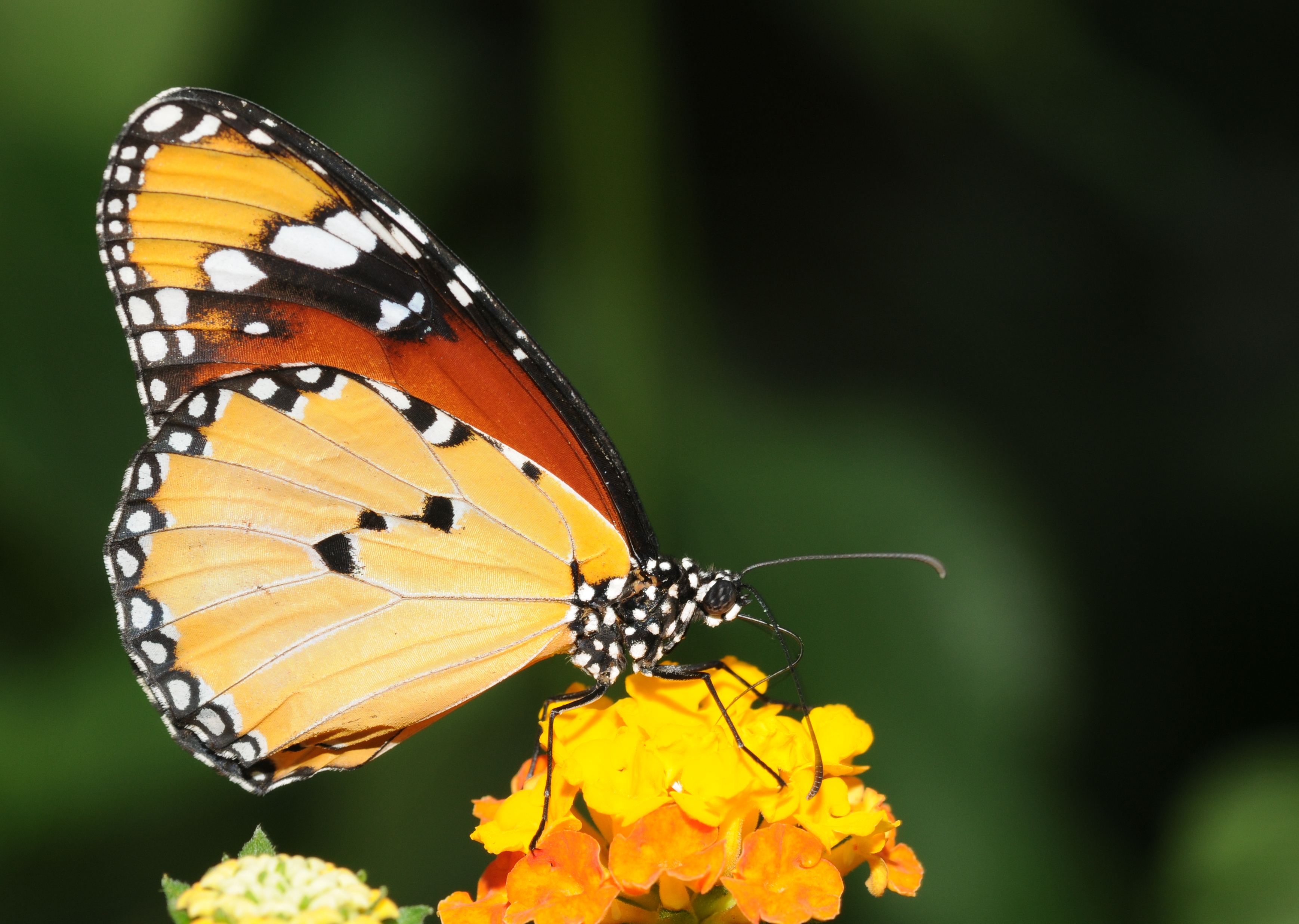 Danaus chrysippus (3)