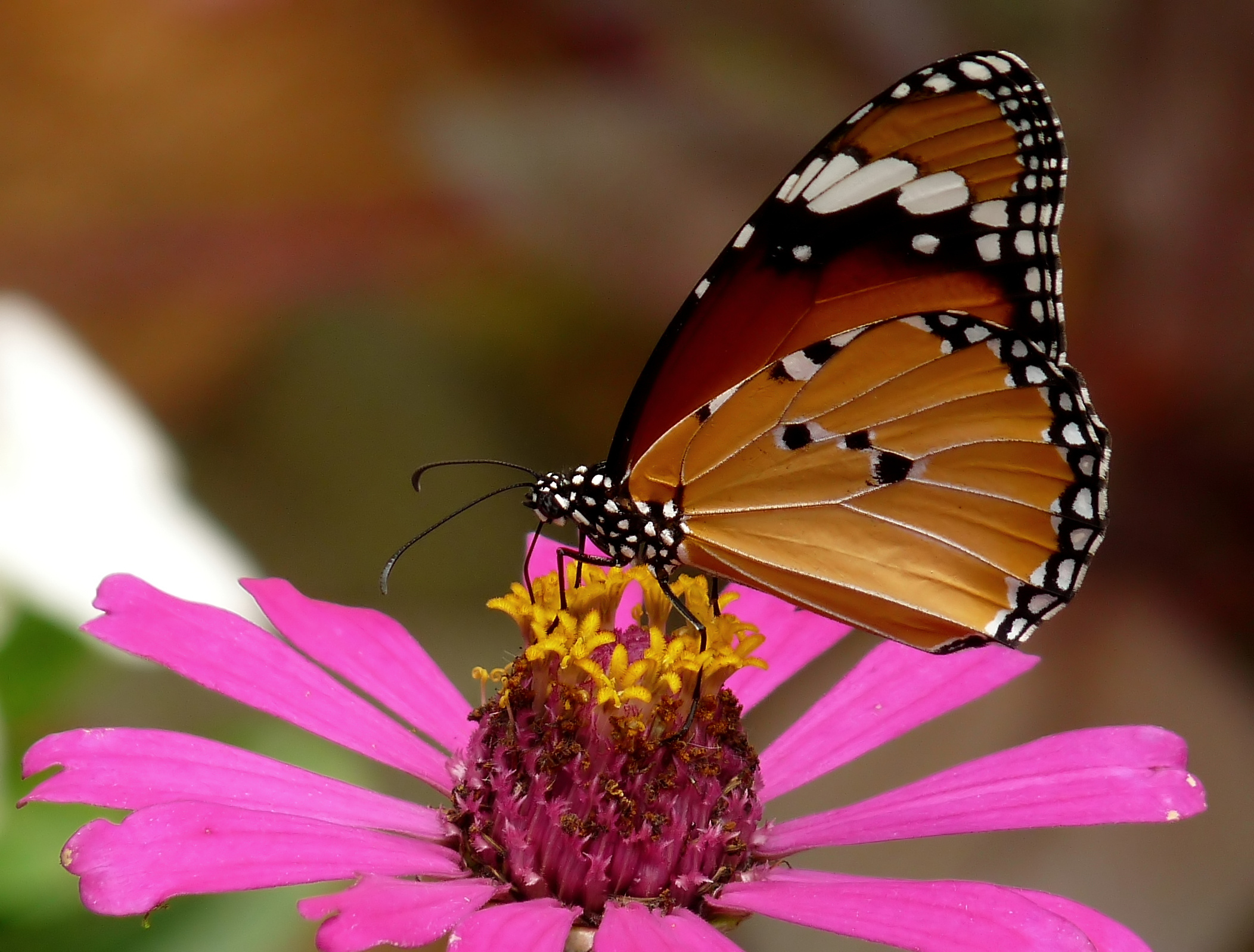 Danaus chrysippus Female 2 by kadavoor