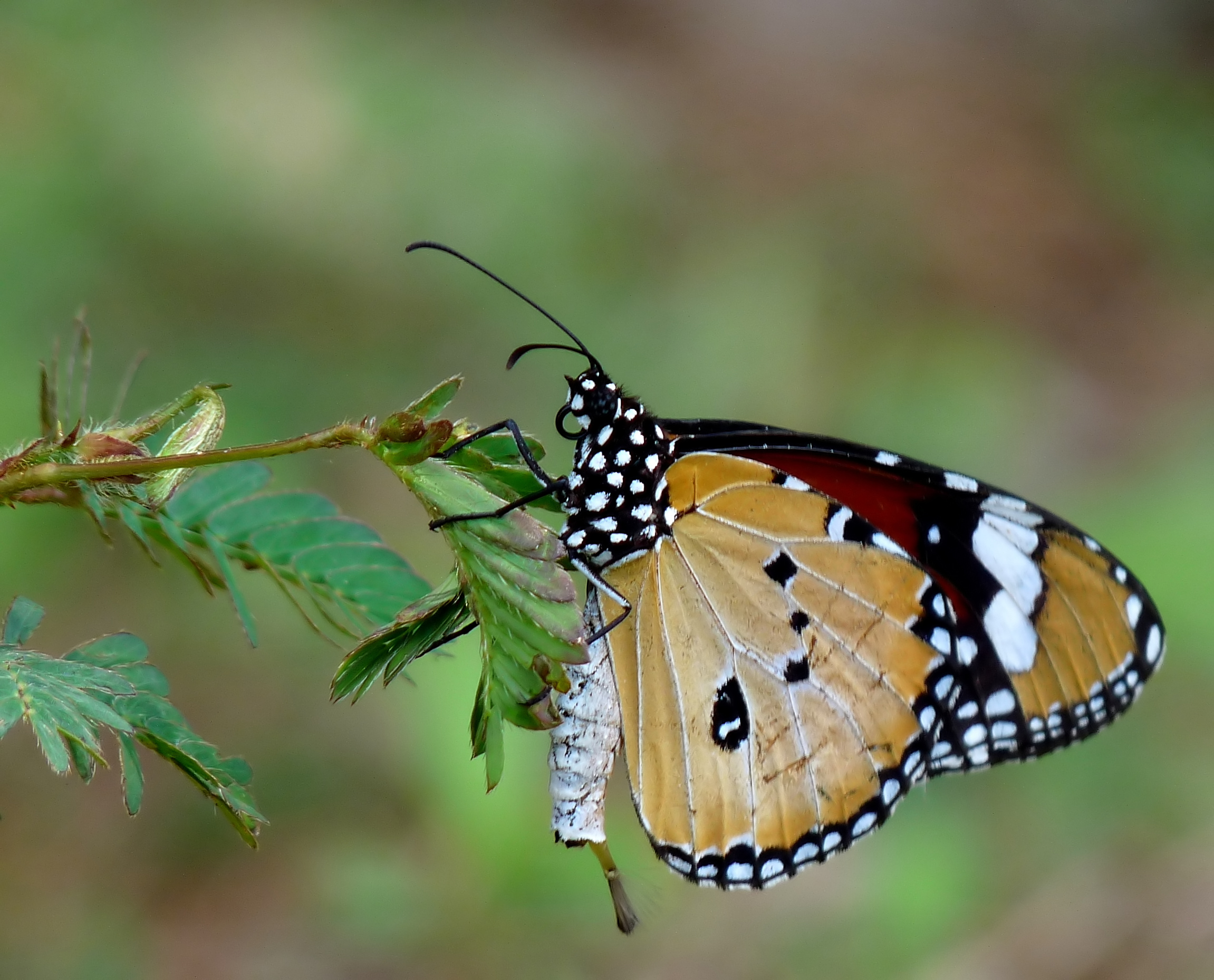 Danaus chrysippus male by kadavoor